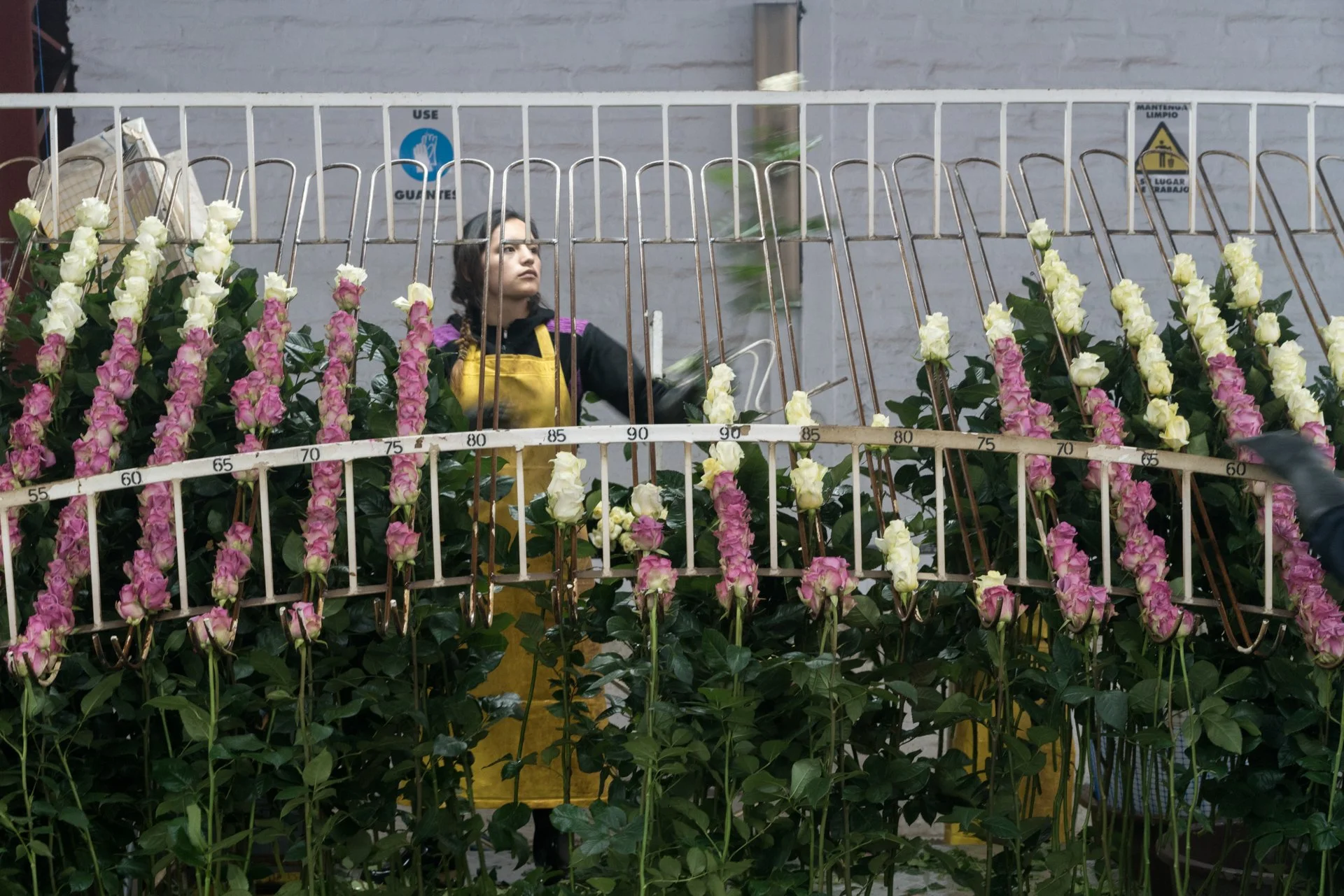 21_07_MishaVallejo_RosesForBloomberg.JPG