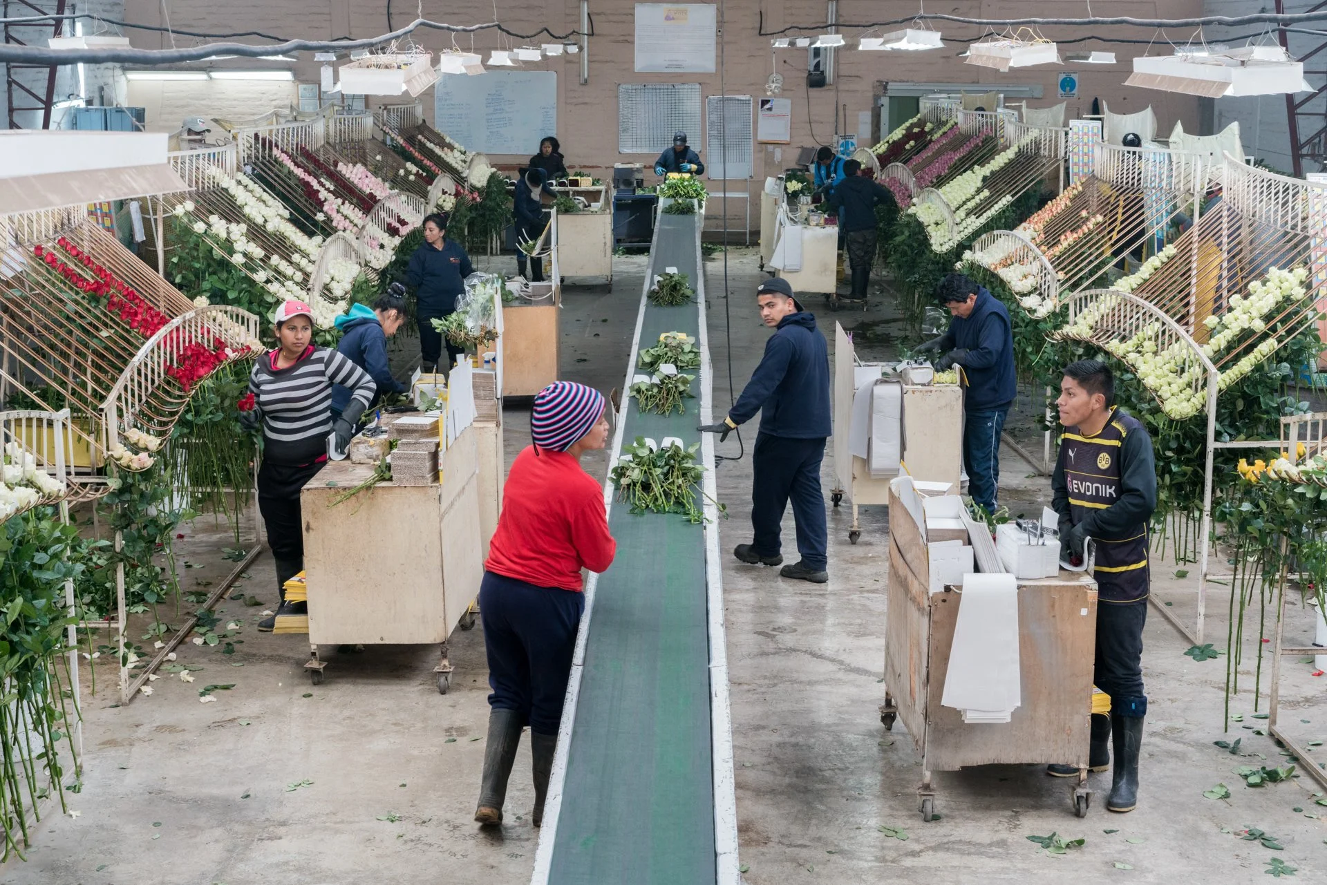 22_08_MishaVallejo_RosesForBloomberg.JPG