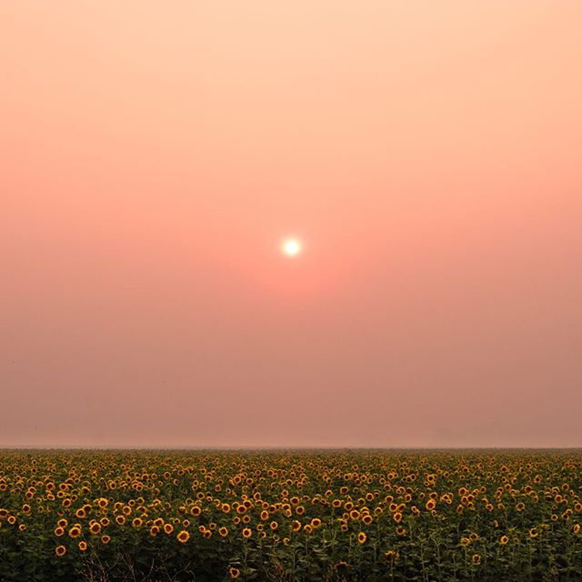 Thousands of sunflowers defy the wildfire smoke from the County Fire, as the sun &mdash; reduced to a small orange orb &mdash; struggles to light the field. The fire would burn 90,288 acres in Yolo County, California, before being contained.⁣
⁣
I had