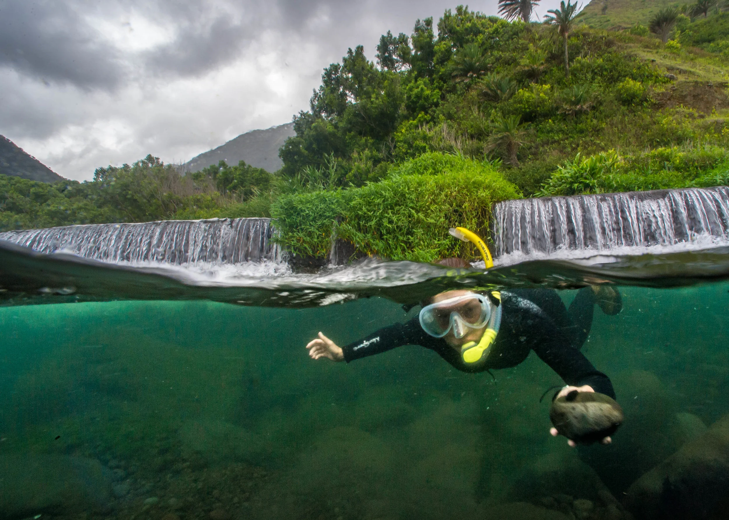 A National Park Service biologist shows off a native snail during a survey in the Waikolu Stream at Kalaupapa National Historic Park on Molokai. 2017.