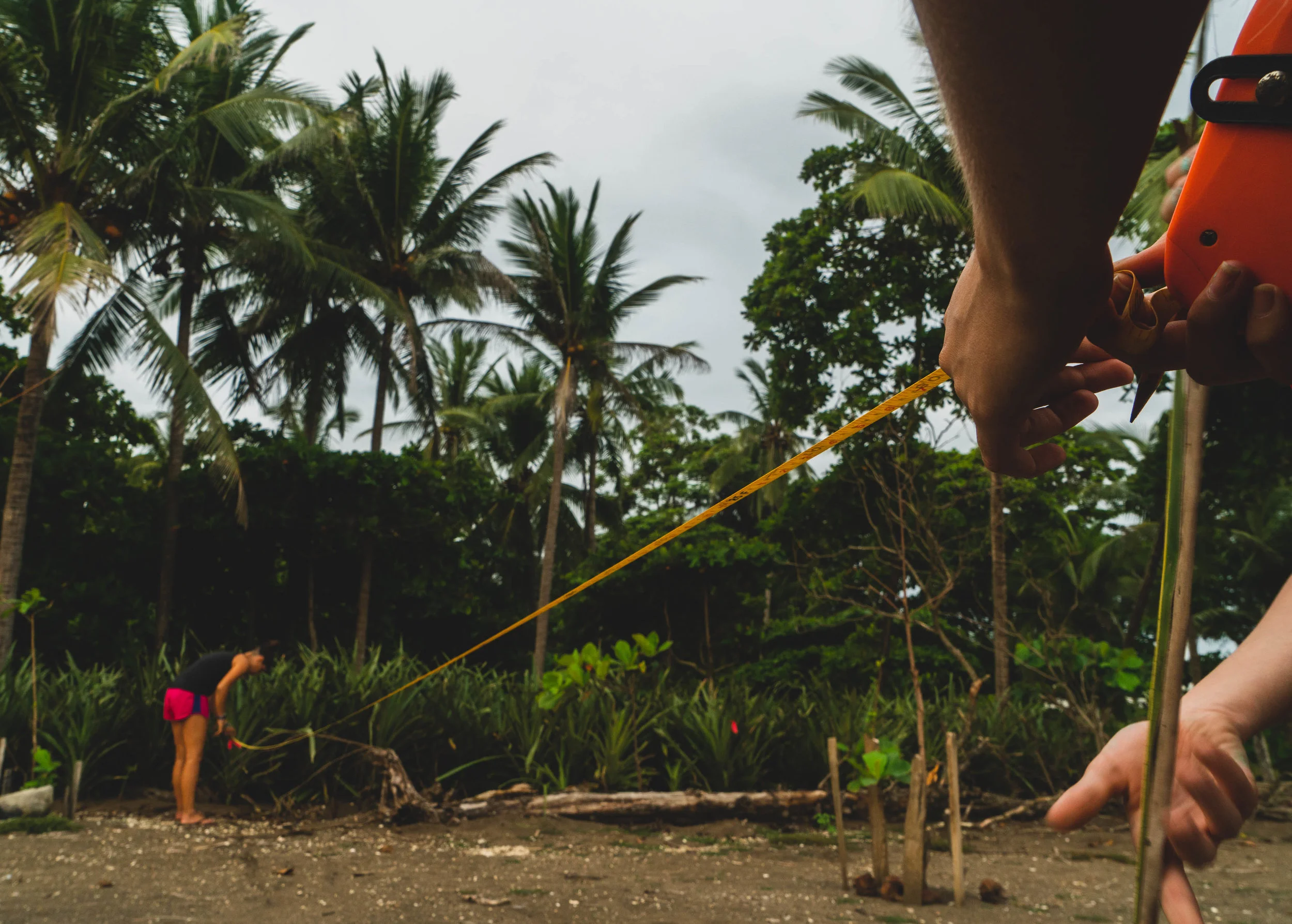 Students using a transect line to find spent turtle nests in Ostional, Costa Rica. 2018.