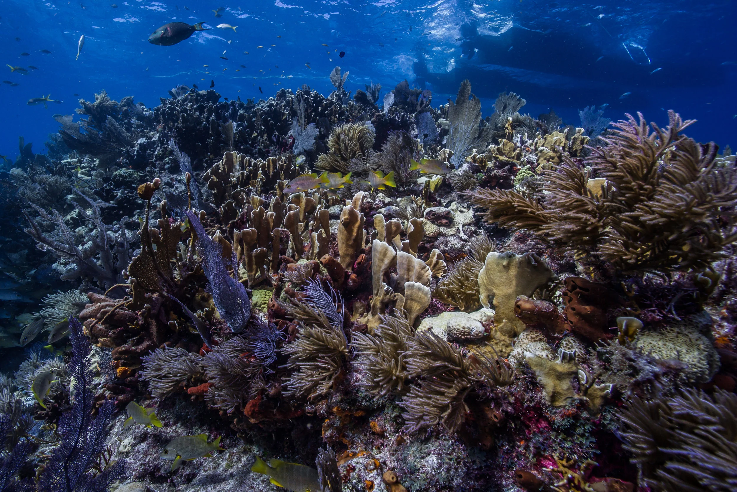 A healthy reef in the Florida Keys National Marine Sanctuary. 2017.