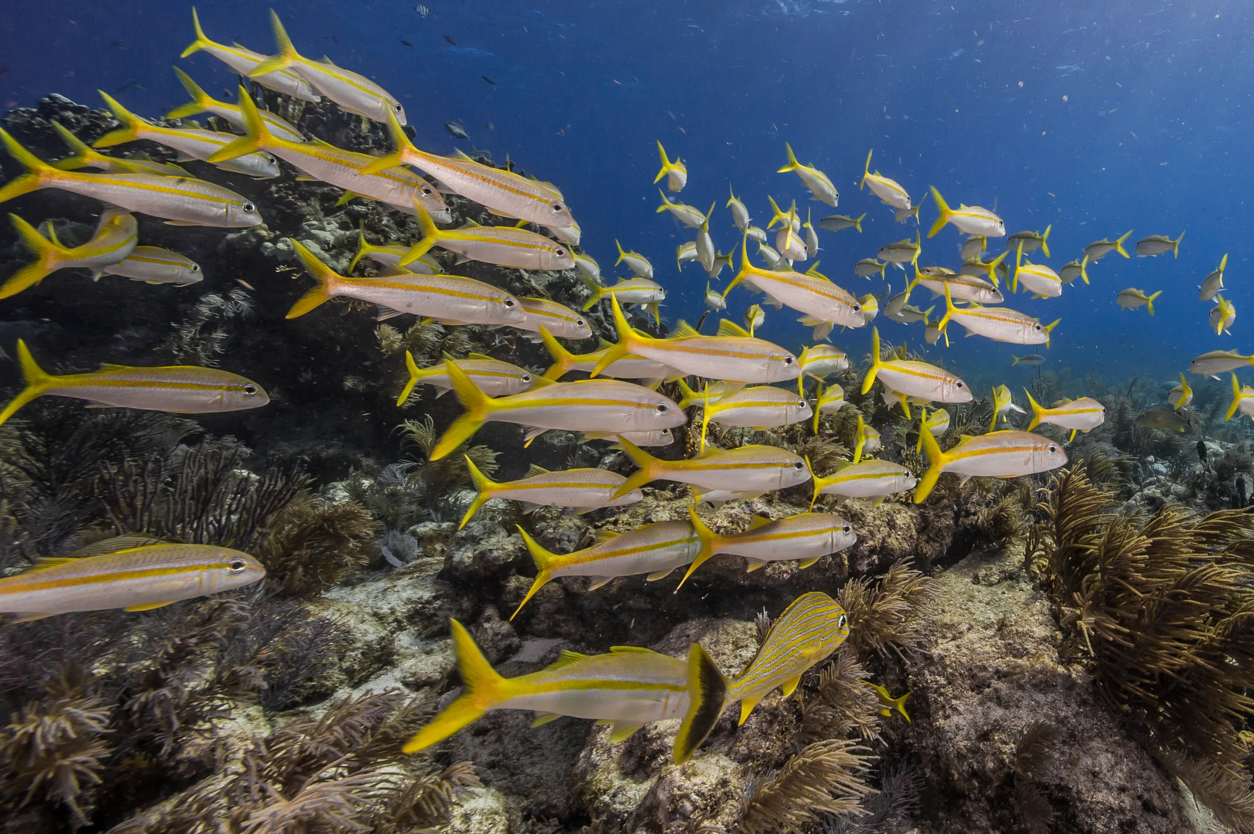 A school of goatfish swims across a reef in the Florida Keys National Marine Sanctuary. 2017.