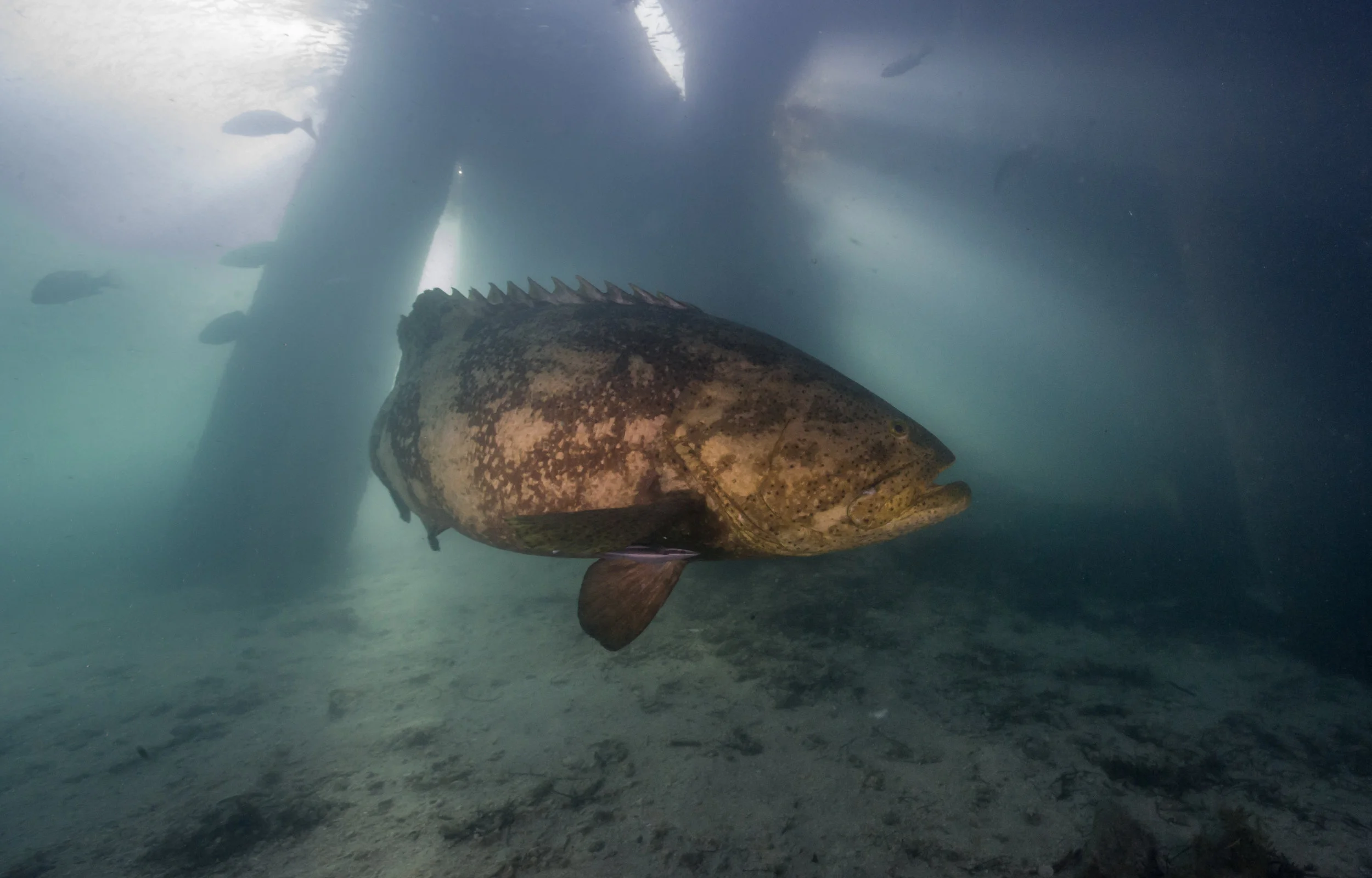 Light beams down on a goliath grouper in Dry Tortugas National Park, Florida. 2017.