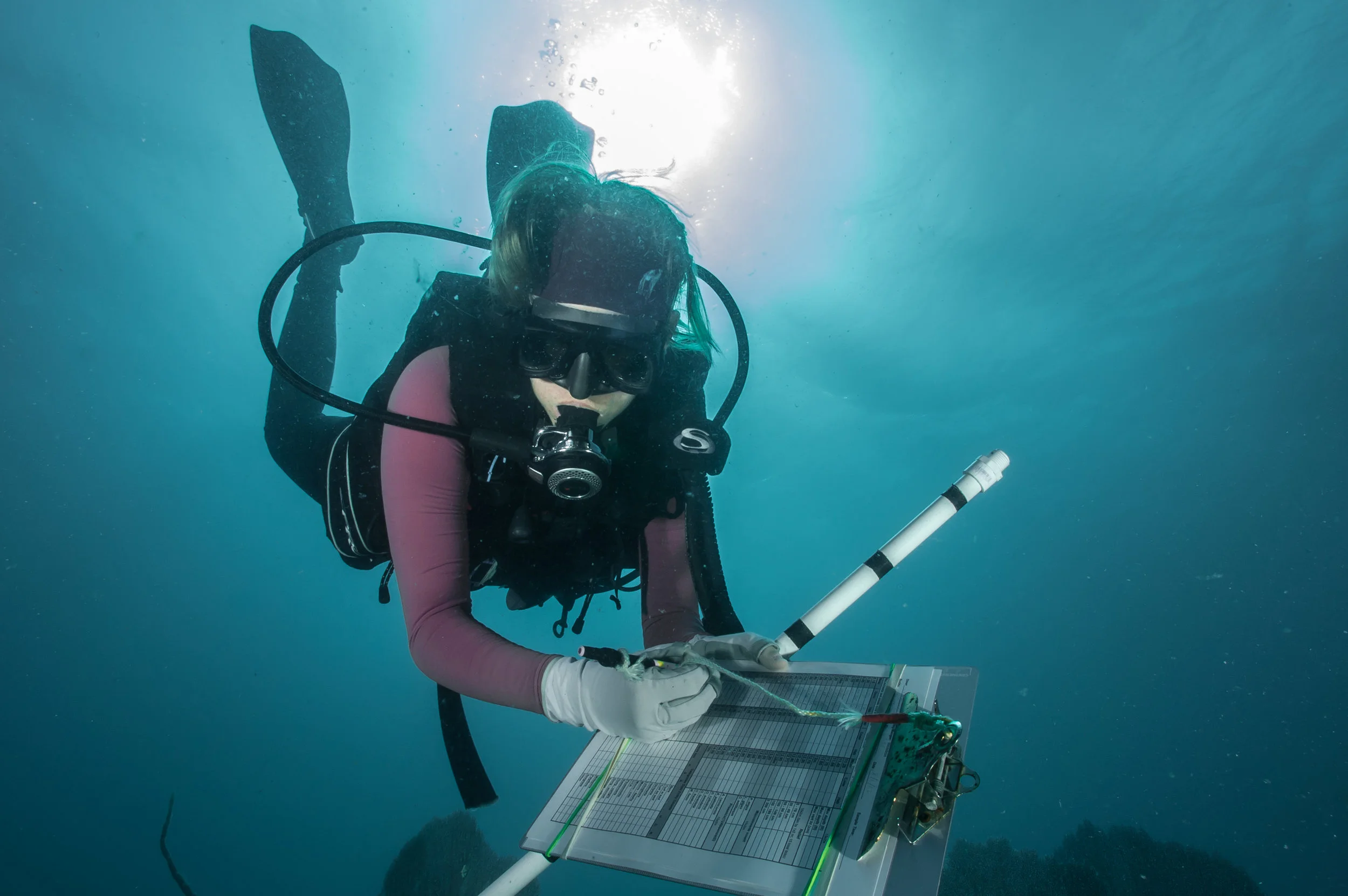A NOAA diver works on a coral survey in Virgin Islands National Park on St. John. 2017.
