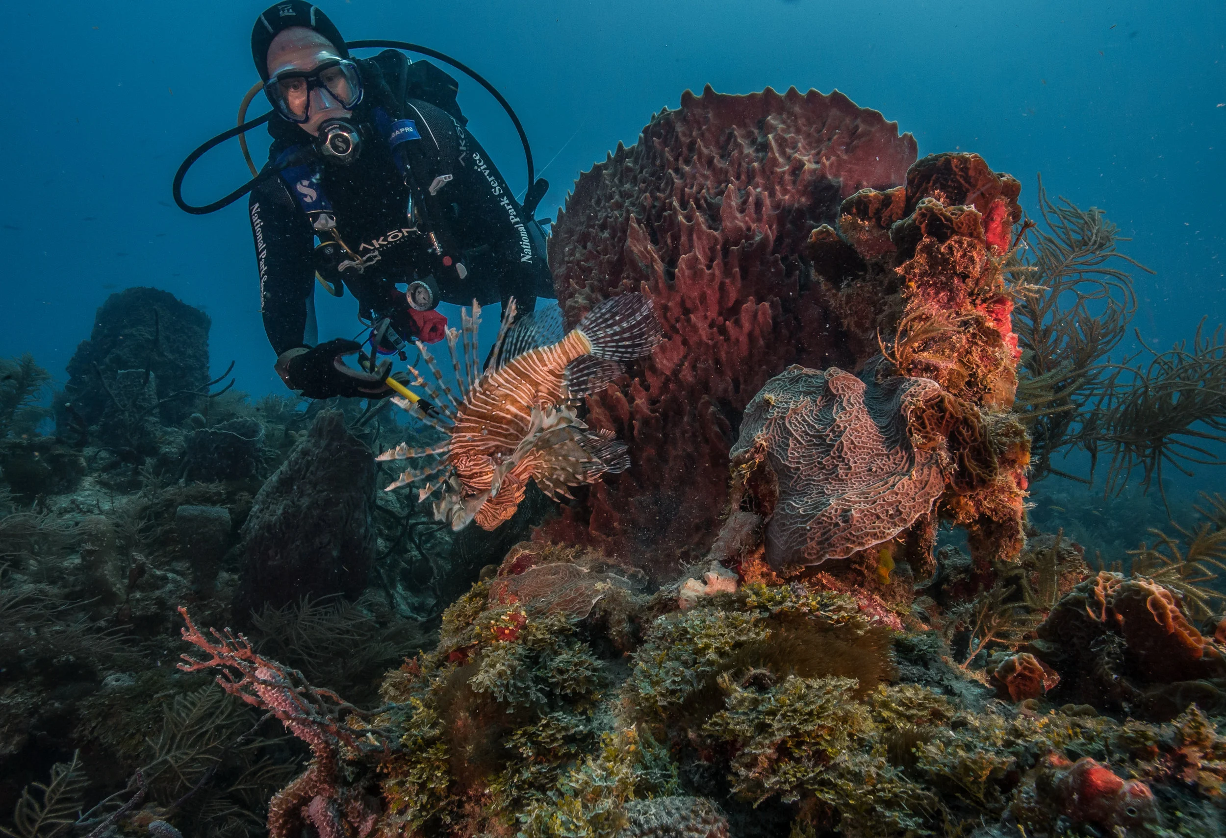 A National Park Service diver shows off a speared lionfish at Biscayne National Park, Florida. 2017.