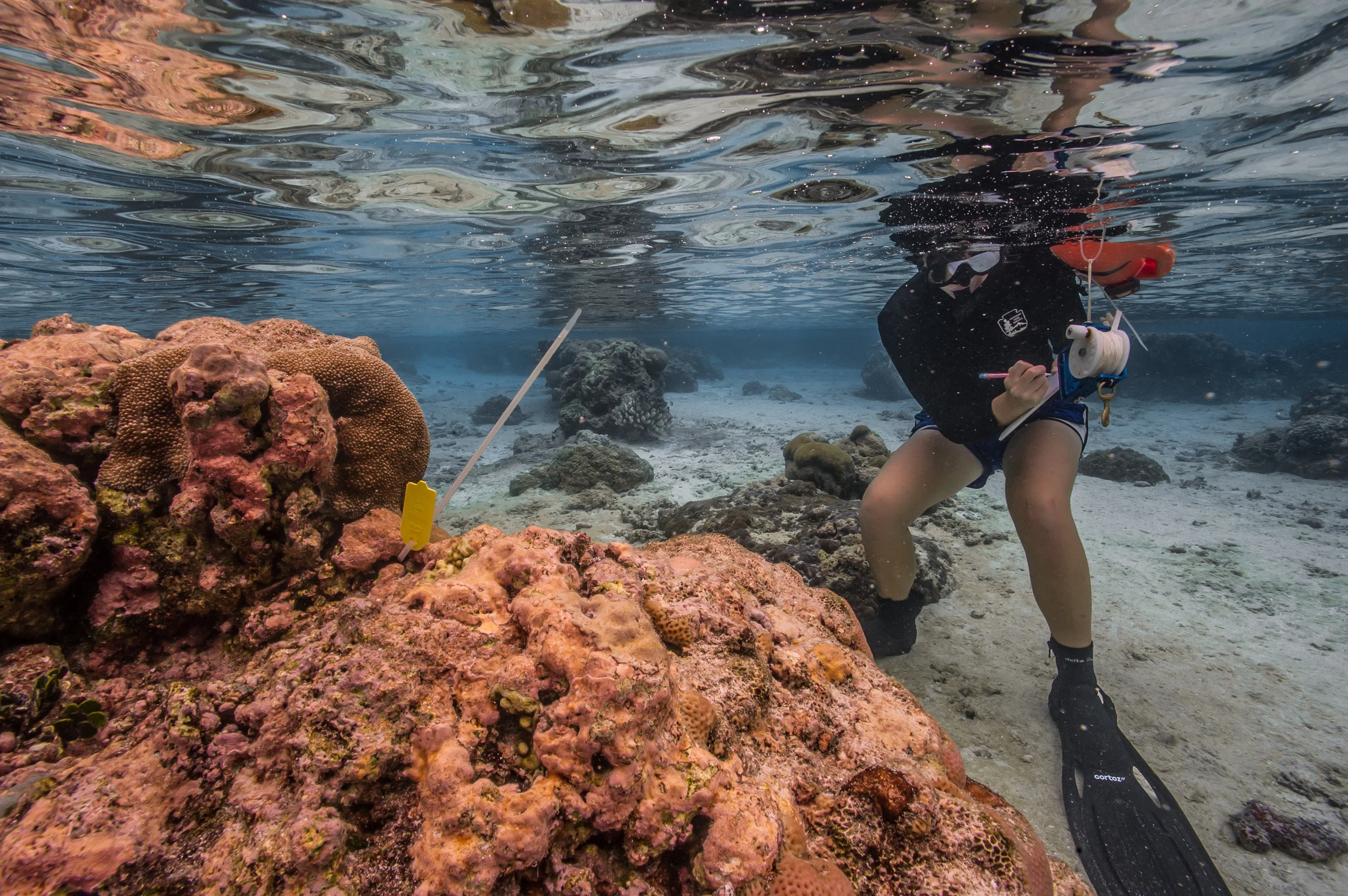 A scientist records coral data in around Ofu, American Samoa. 2017.
