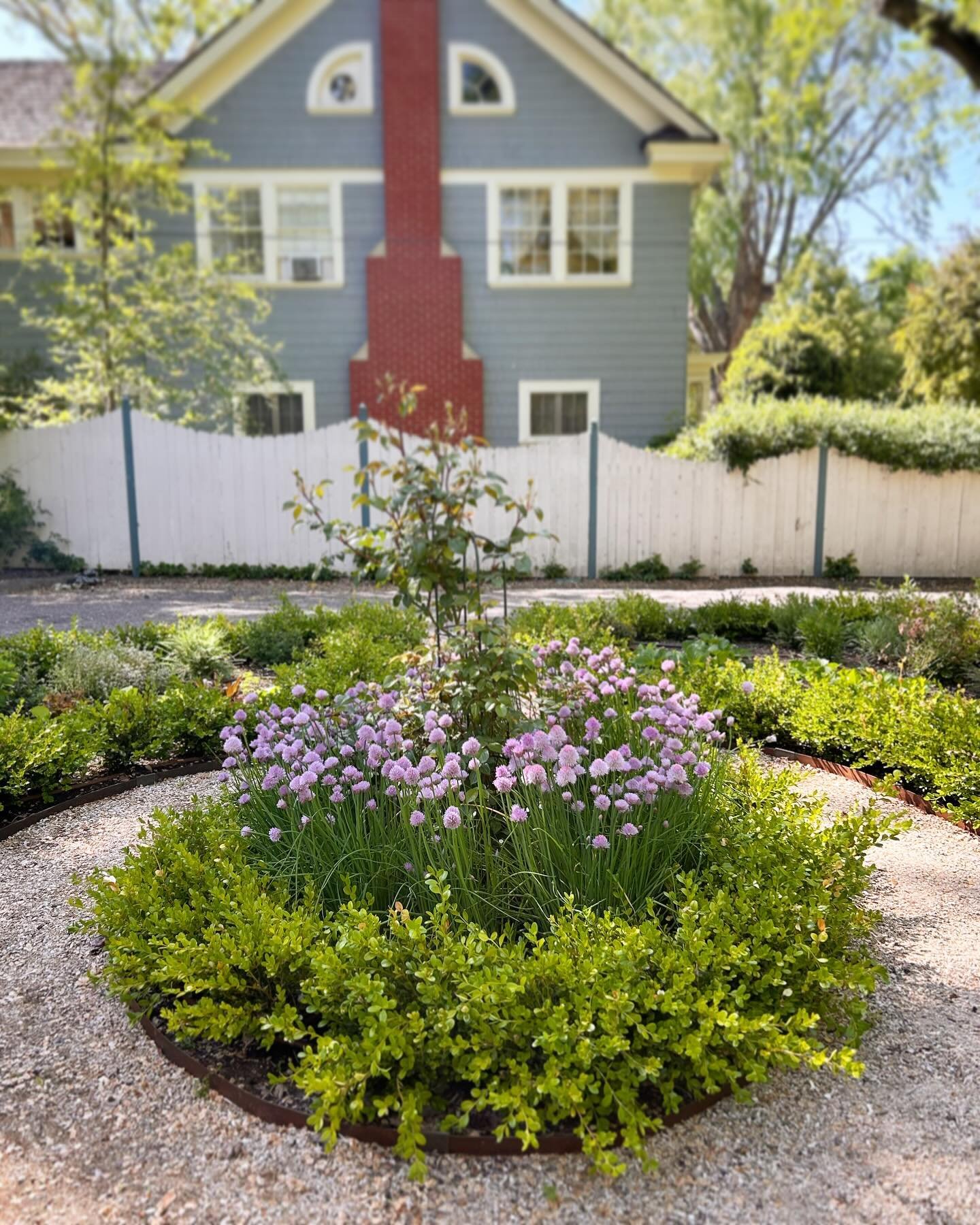 When doing research for this formal perennial and vegetable garden, I came across @terrywinters9141 and was so inspired and excited to combine chives and boxwood like Terry did. Thank you for the inspiration! #formalgarden #gardendesign #ediblelandsc