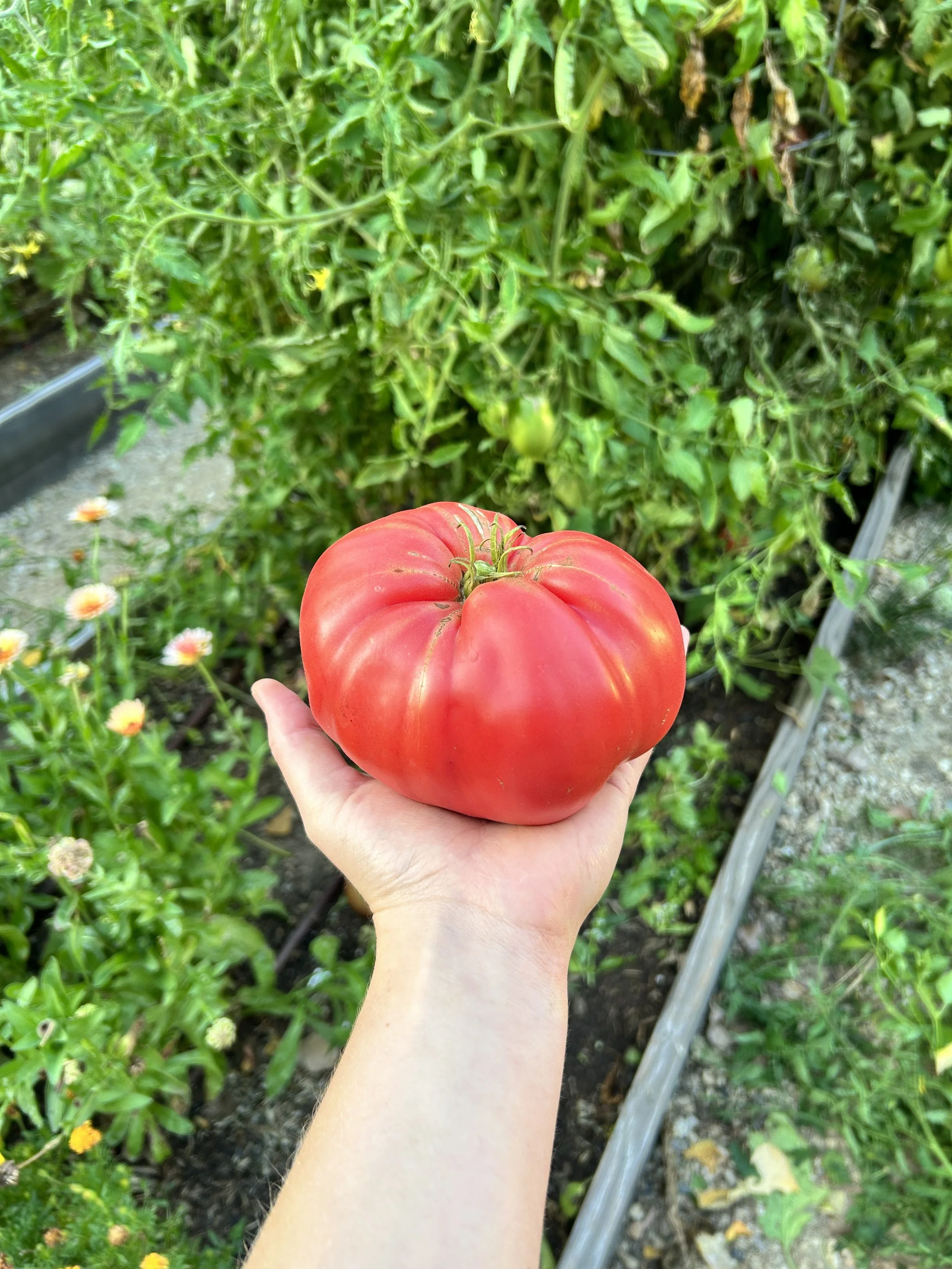 fall tomato.jpeg