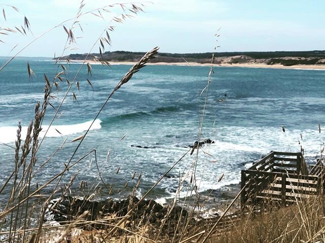 .
.
The Island. 
So much beauty.
.
Come experience this wonder 💫 
link in bio...
.
#phillipisland #explore