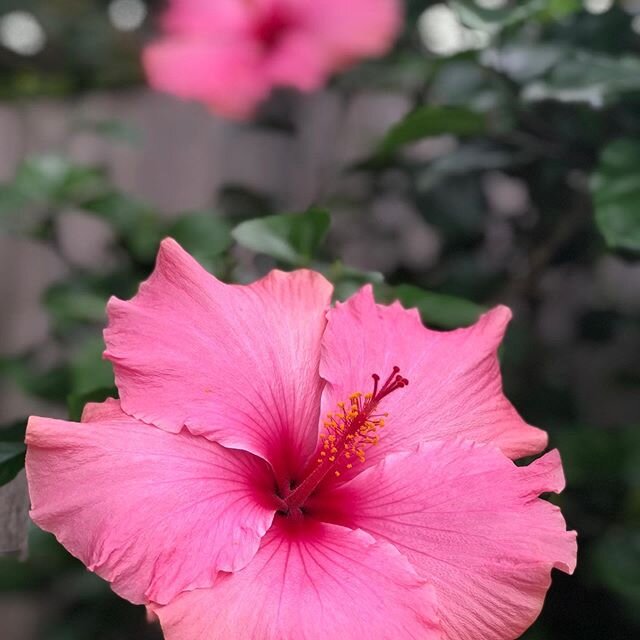 .
.
BACKYARD BEAUTY 🌸
.
After returning from Thailand 2 weeks ago, I am almost out of isolation...But, this, as we know, will continue indefinitely. .
Although Island Days experiences will not be offered until further notice, we are working on desig