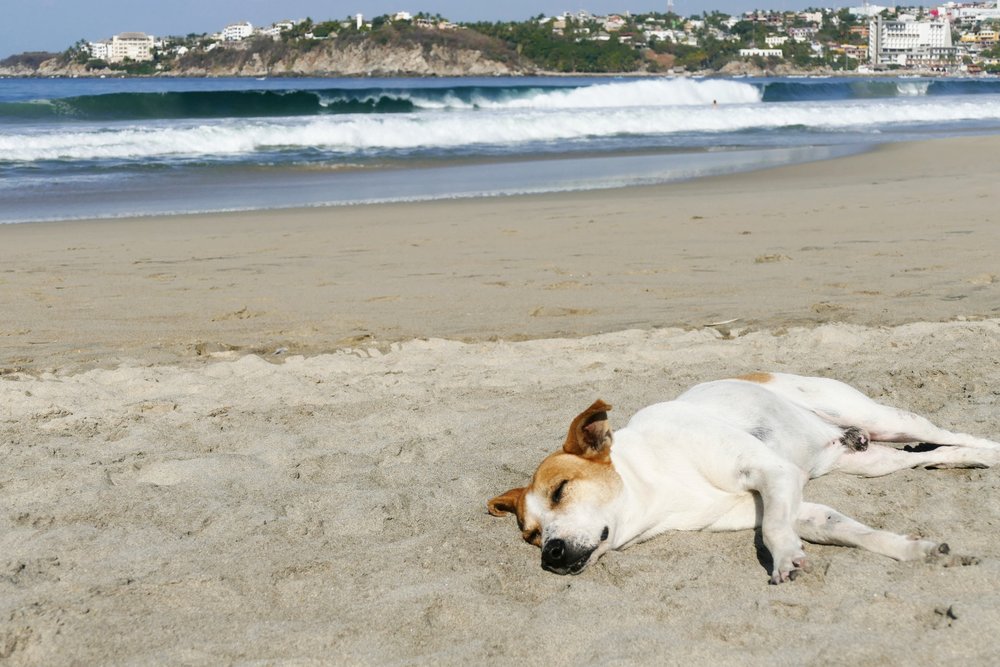 playa zicatela