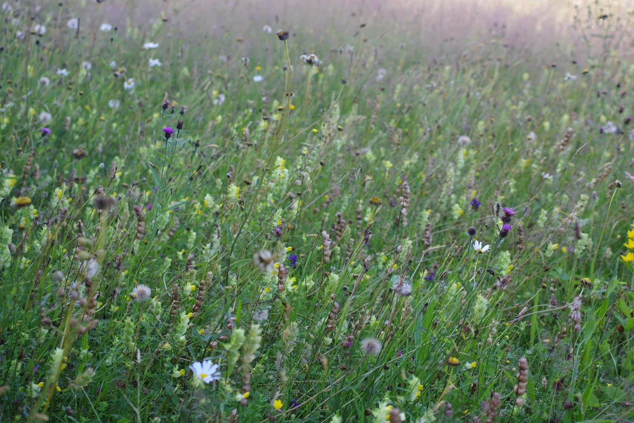 In the Meadow: Scribble & Daub x Great Dixter, A Little Bird May 2018