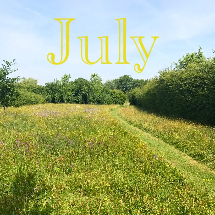 Ode to the wild flower meadow. Flowers By Daisy newsletter, July 2017.