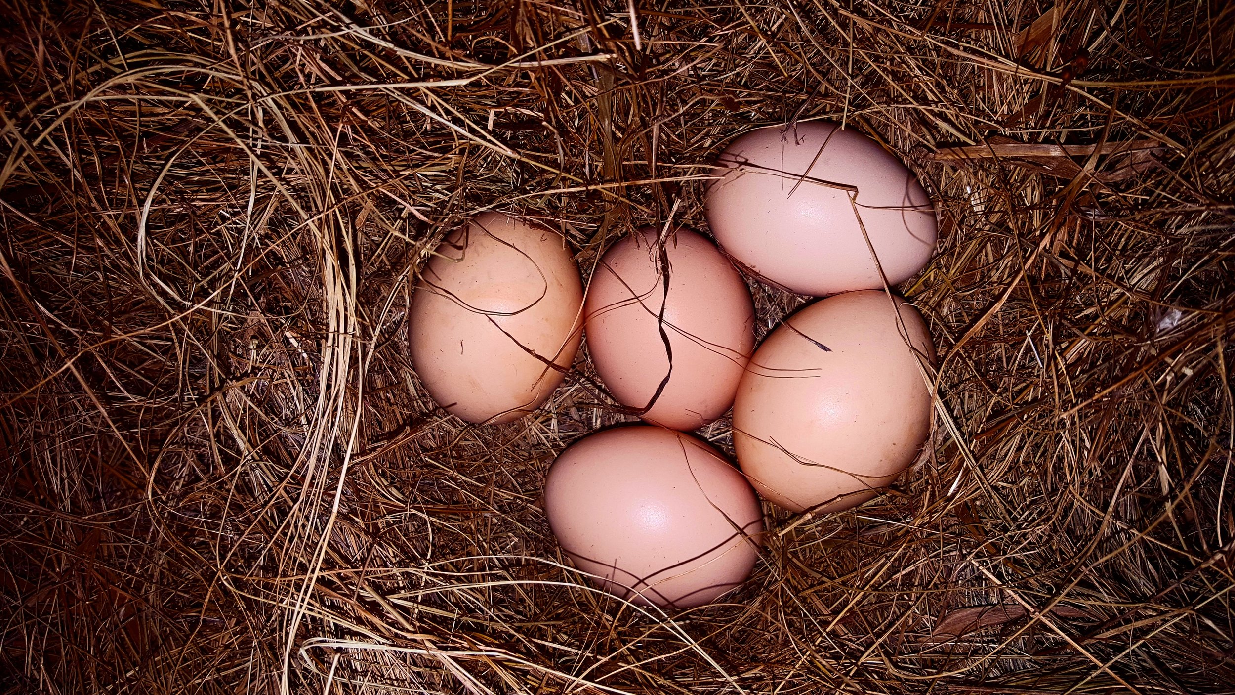 Pastured Eggs