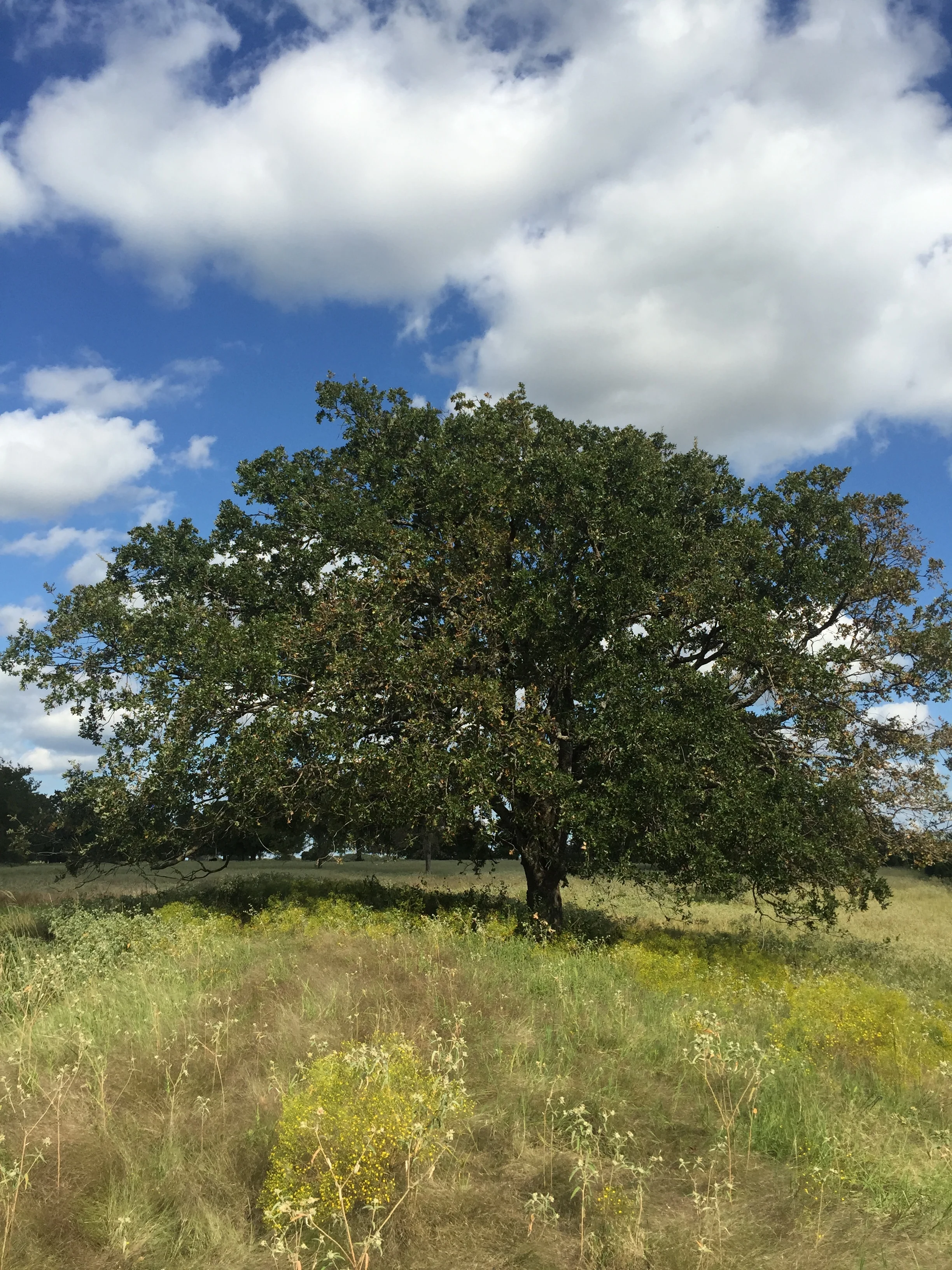 Windy Oaks Tree (2).JPG