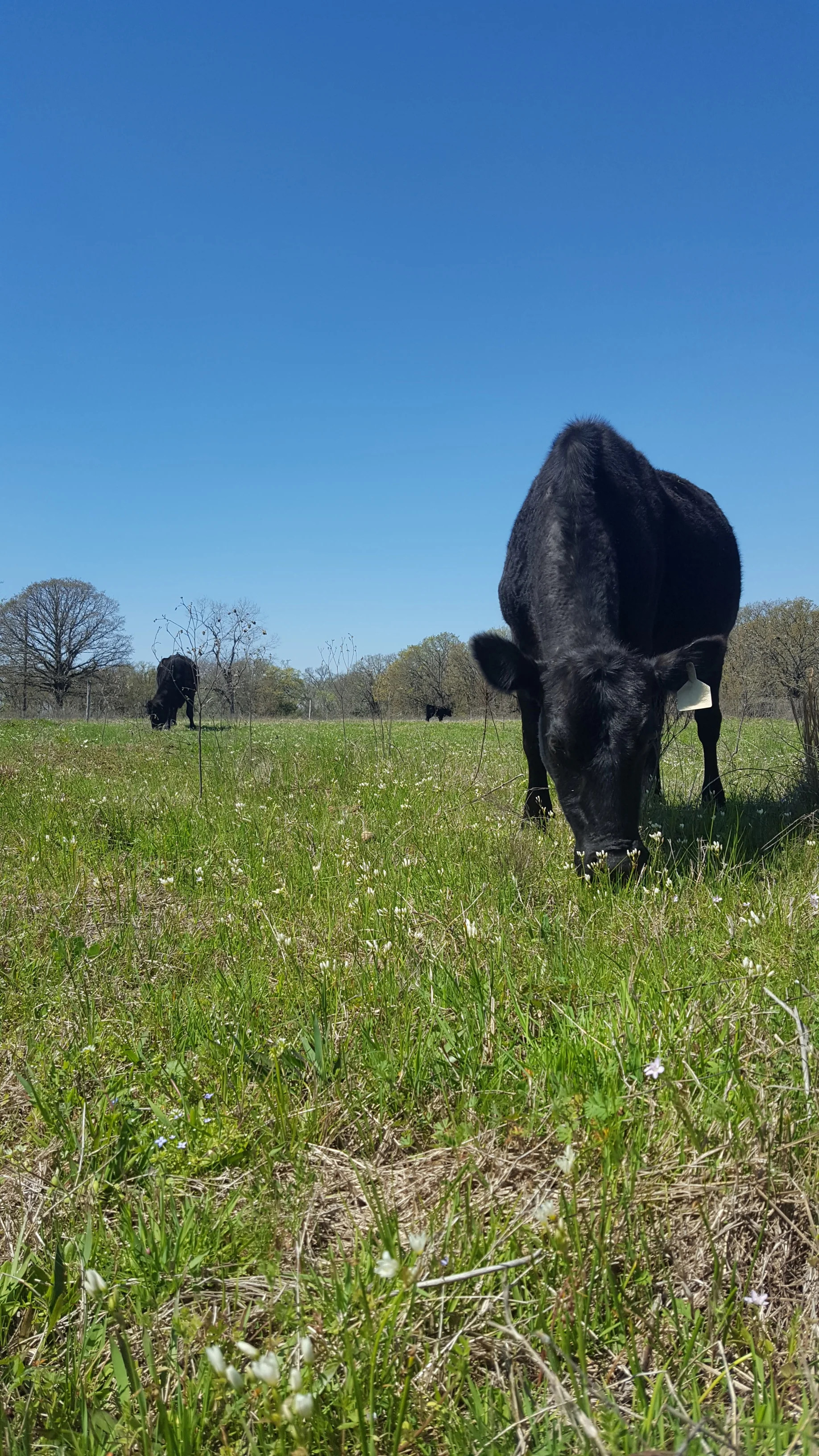 cow8.jpg