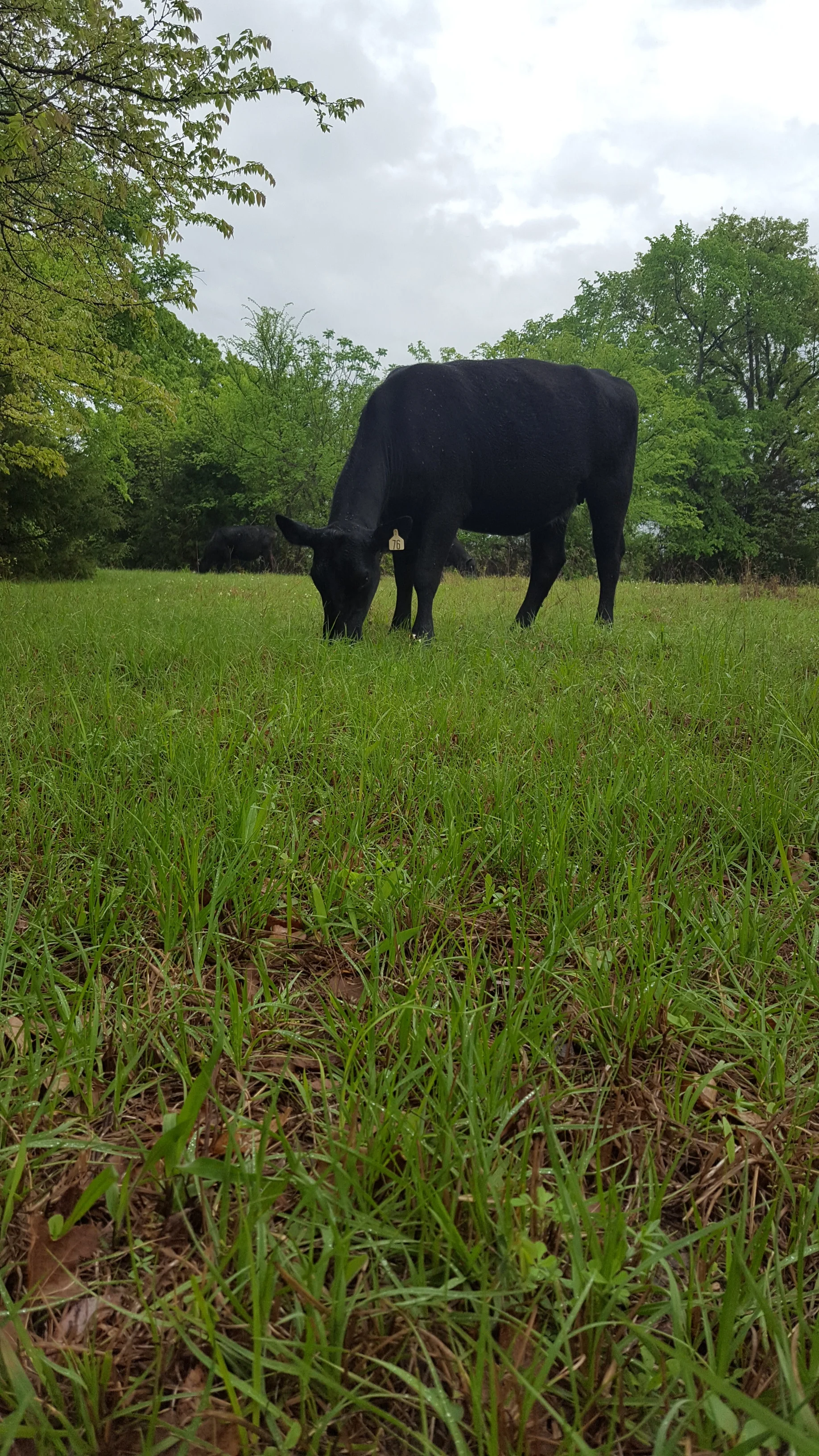 cow10.jpg