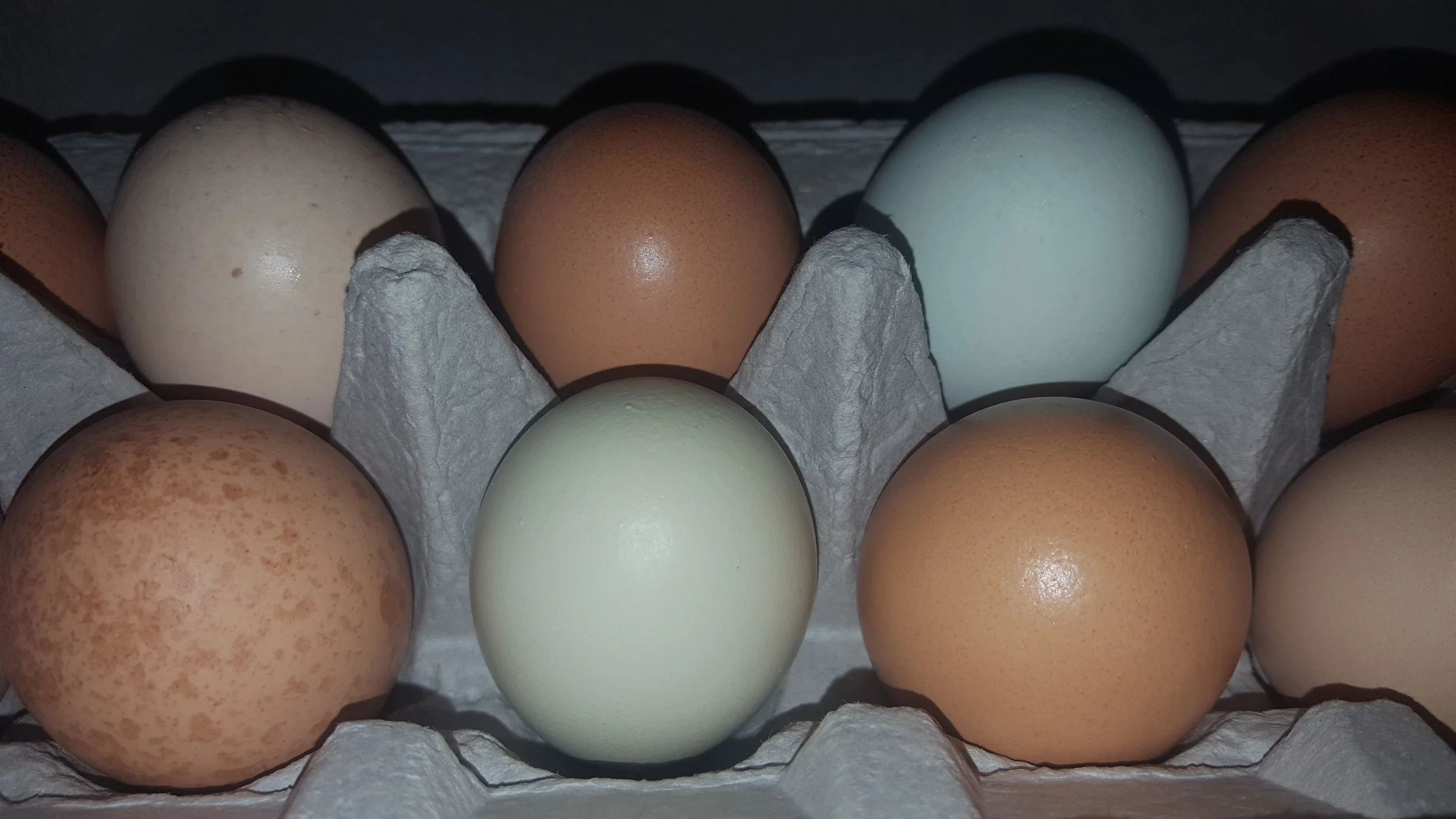 eggs6.jpg
