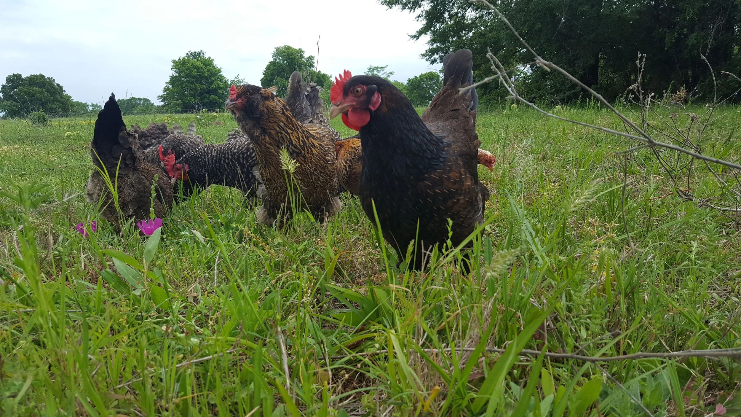 Stewing Hens