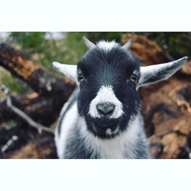 &ldquo;What YOU looking at?&rdquo; &bull; giving some serious goat #attitude 🐐 
#gooutside #healthyliving