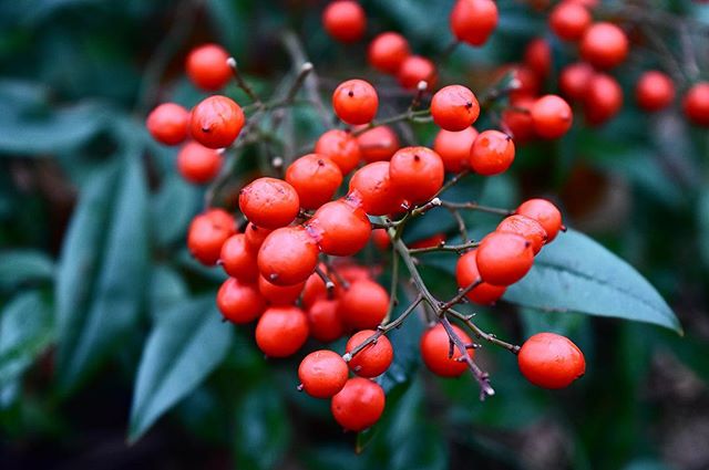 Getting in the holiday spirit &amp; looks like nature is already on top of it with that red and green color scheme 👀 Nothing like a little inspiration from our surroundings👌🏼
#allnatural