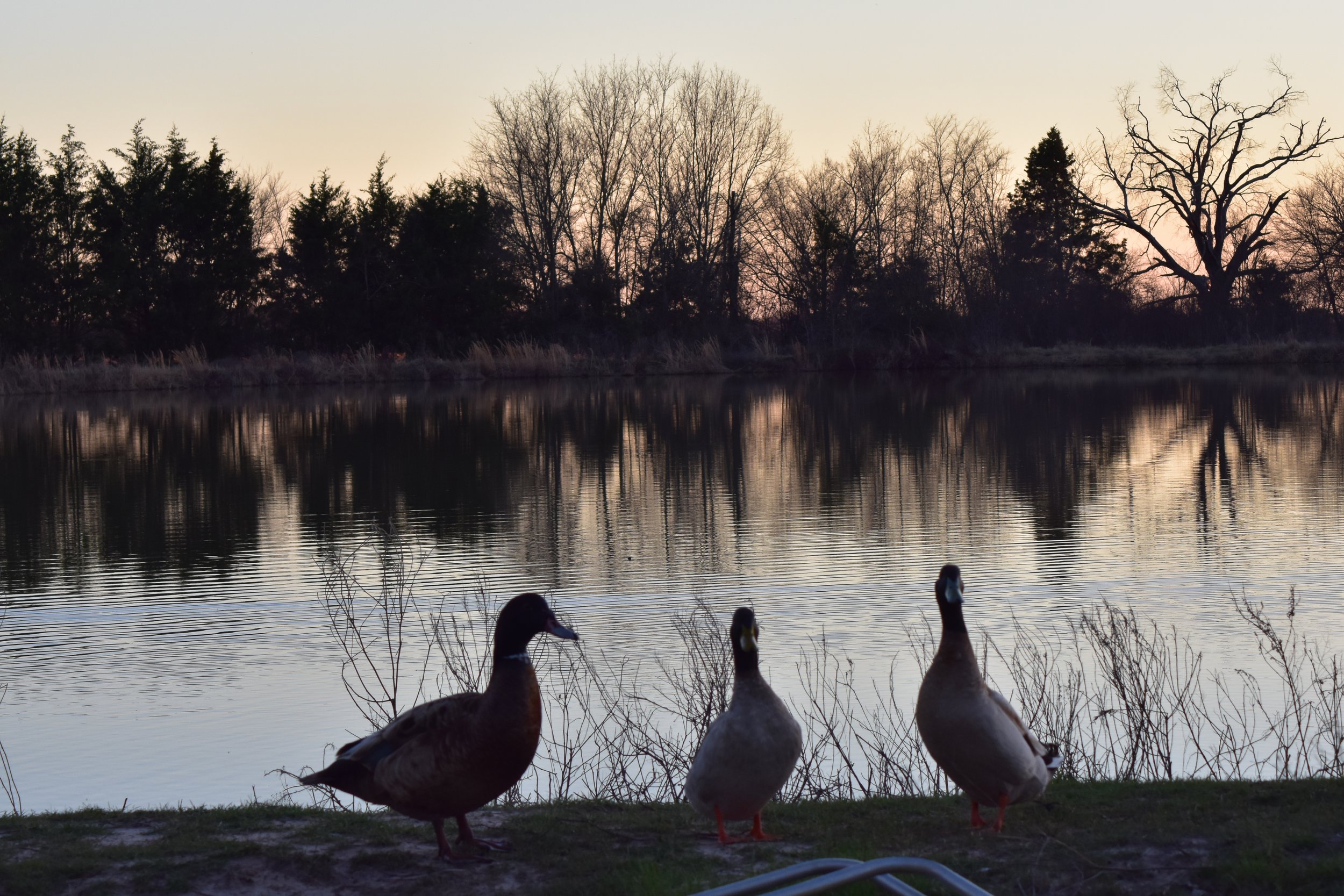 DSC_0636.JPG