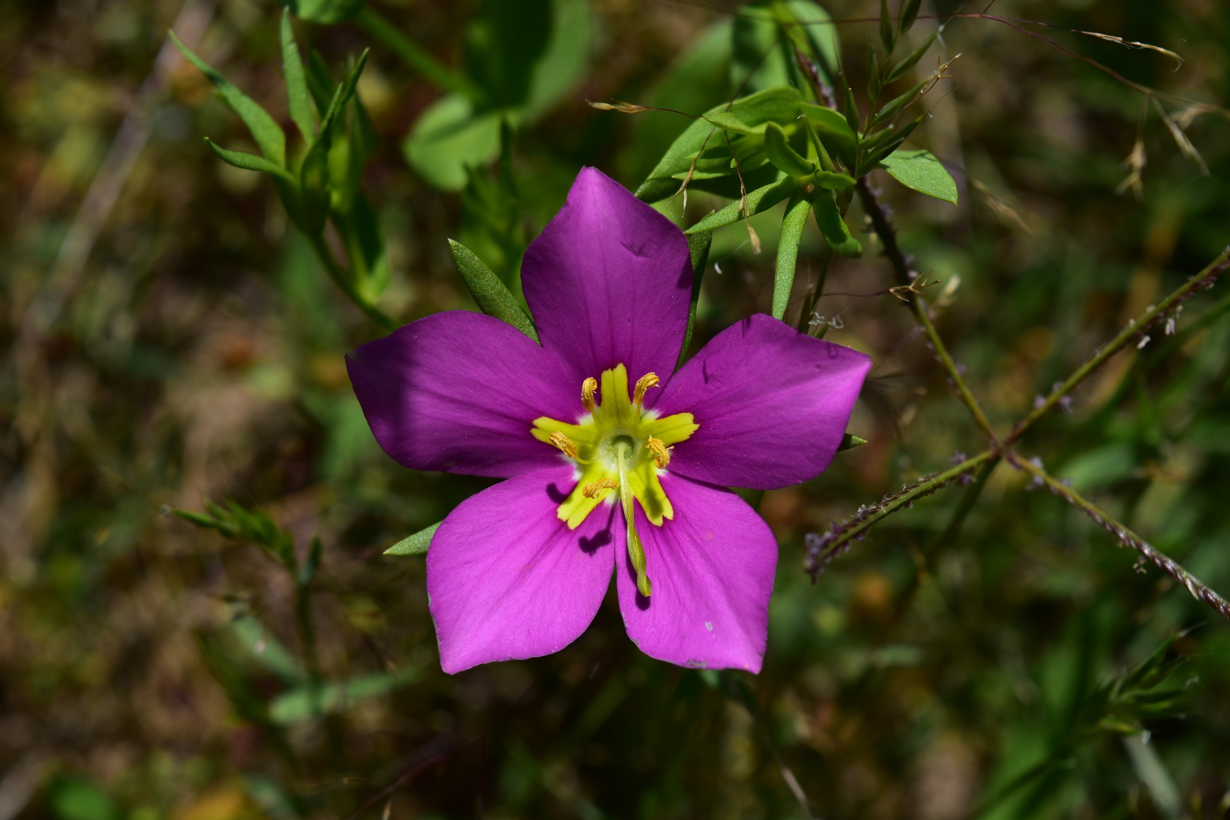 DSC_0856.JPG