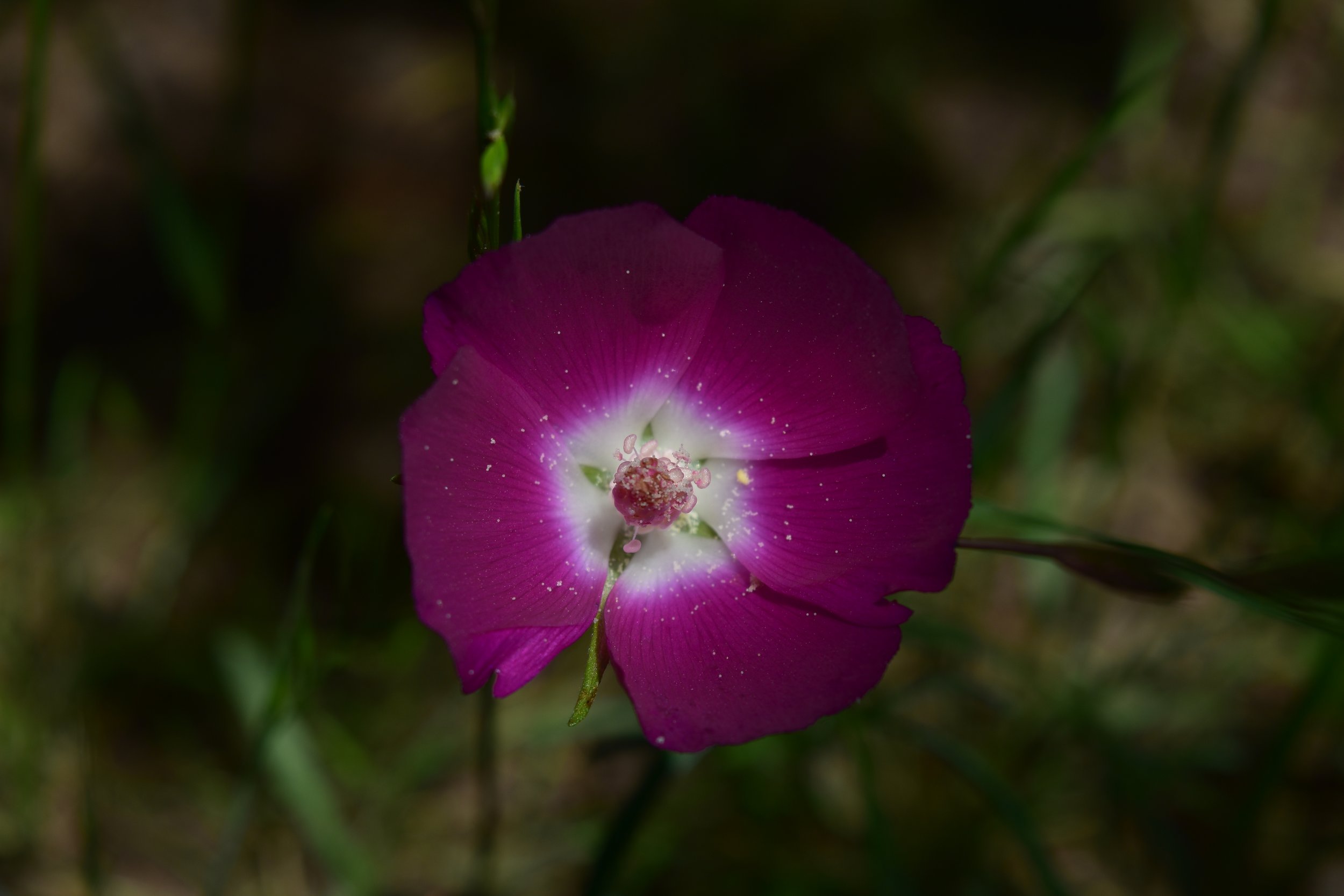 DSC_0858.JPG