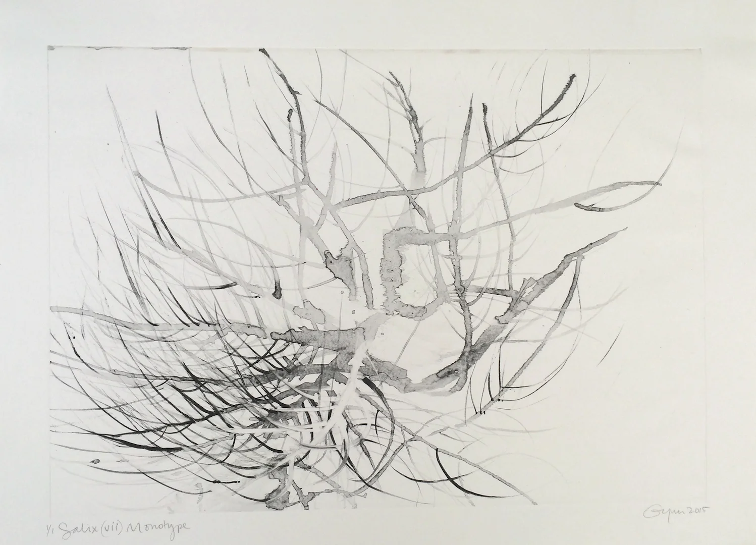 salix(vii).jpg