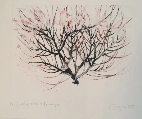 Salix (xiv).jpg
