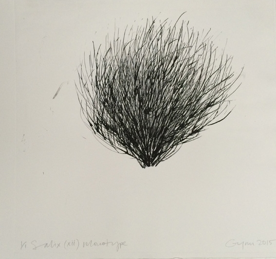 Salix (xii).jpg