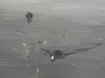 Coots (ii).jpg