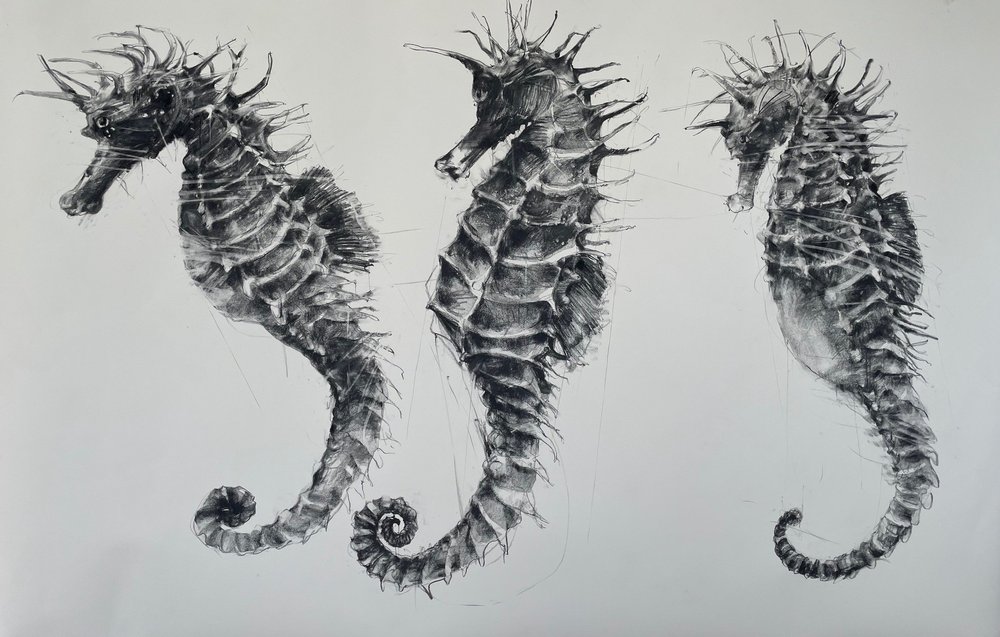 Draw Spiny How To Draw A Realistic Seahorse Spiny Seahorse How To Draw A