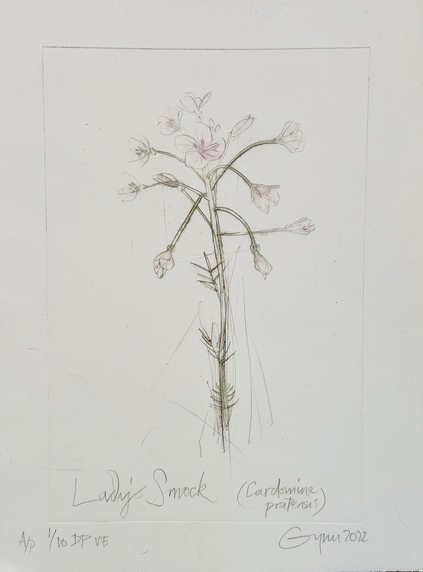 Lady's Smock (Cardomine pratensis)