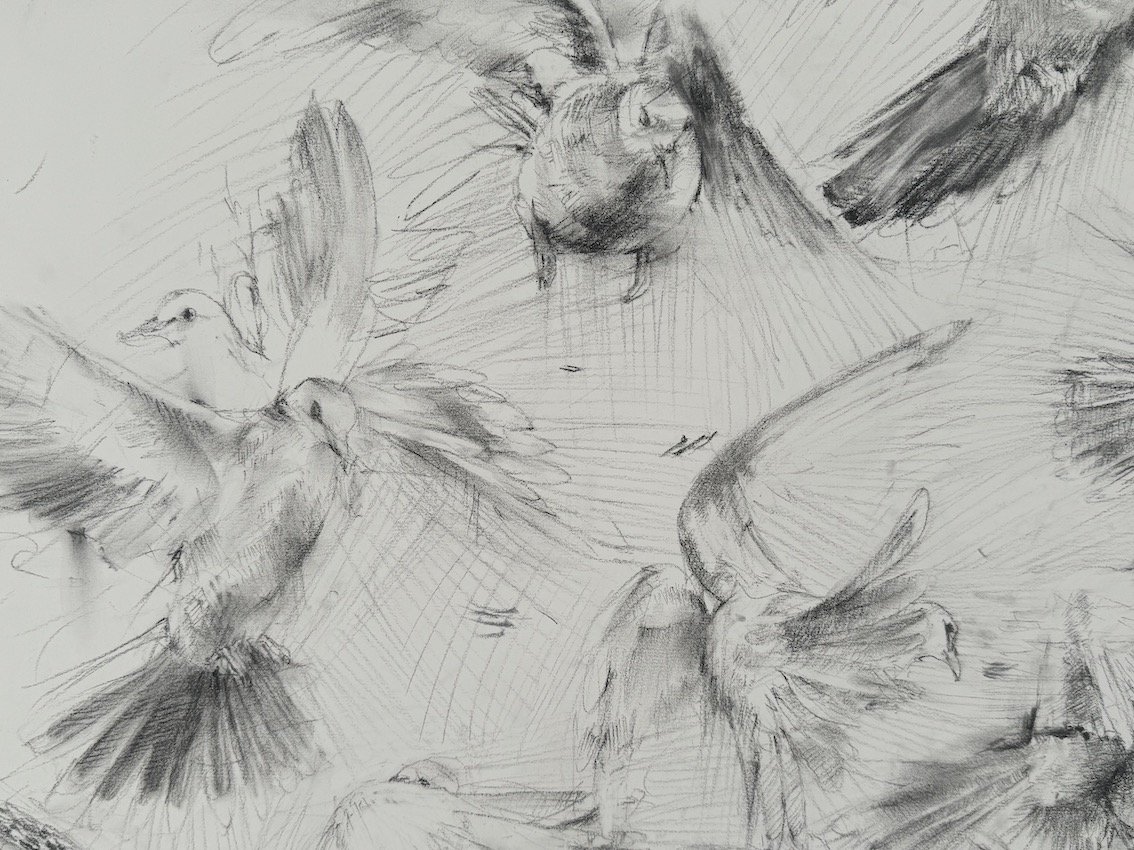 Public Erasure - Turtle Dove (Post Erasure) 2024 Detail A