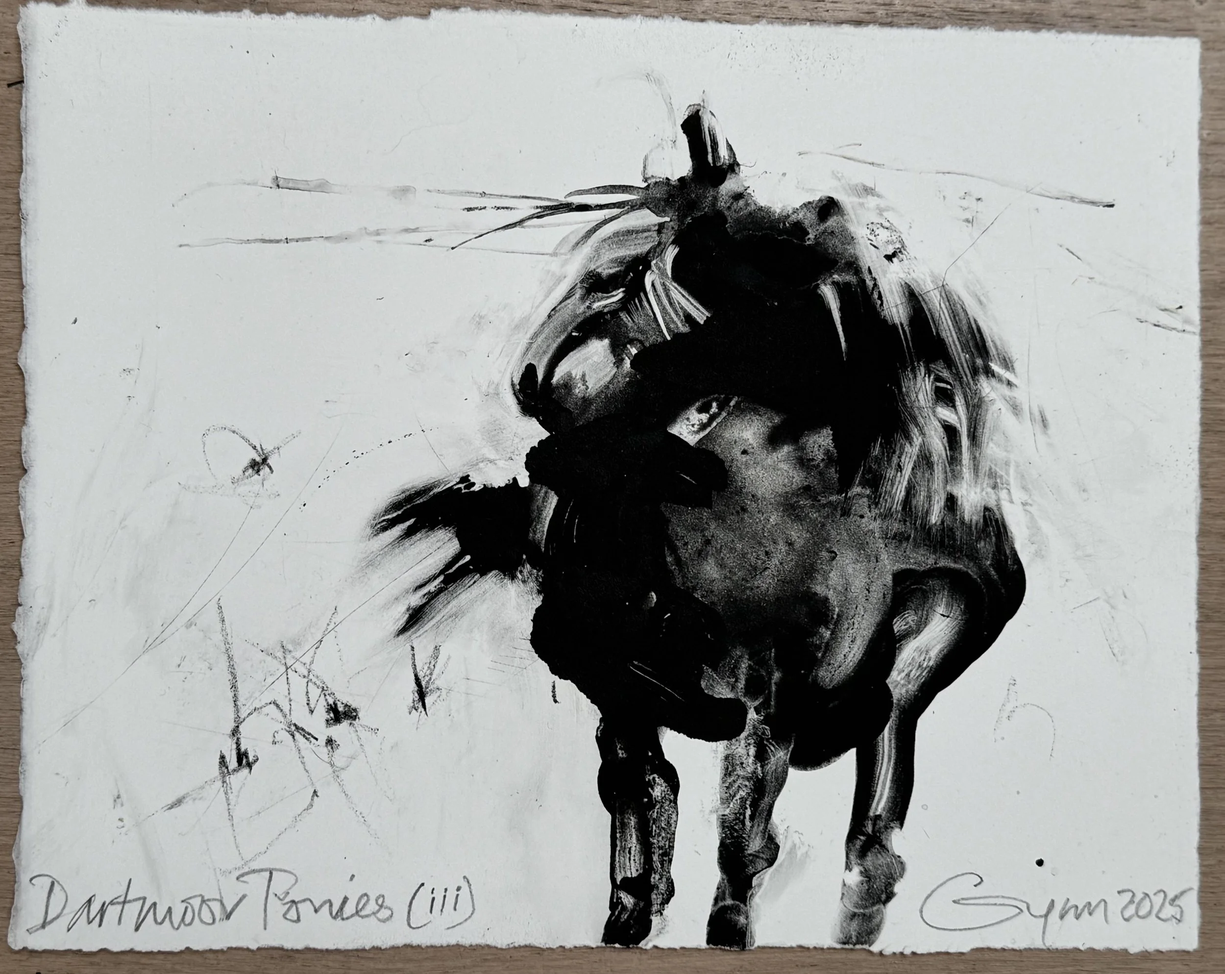 Dartmoor Ponies (iii)