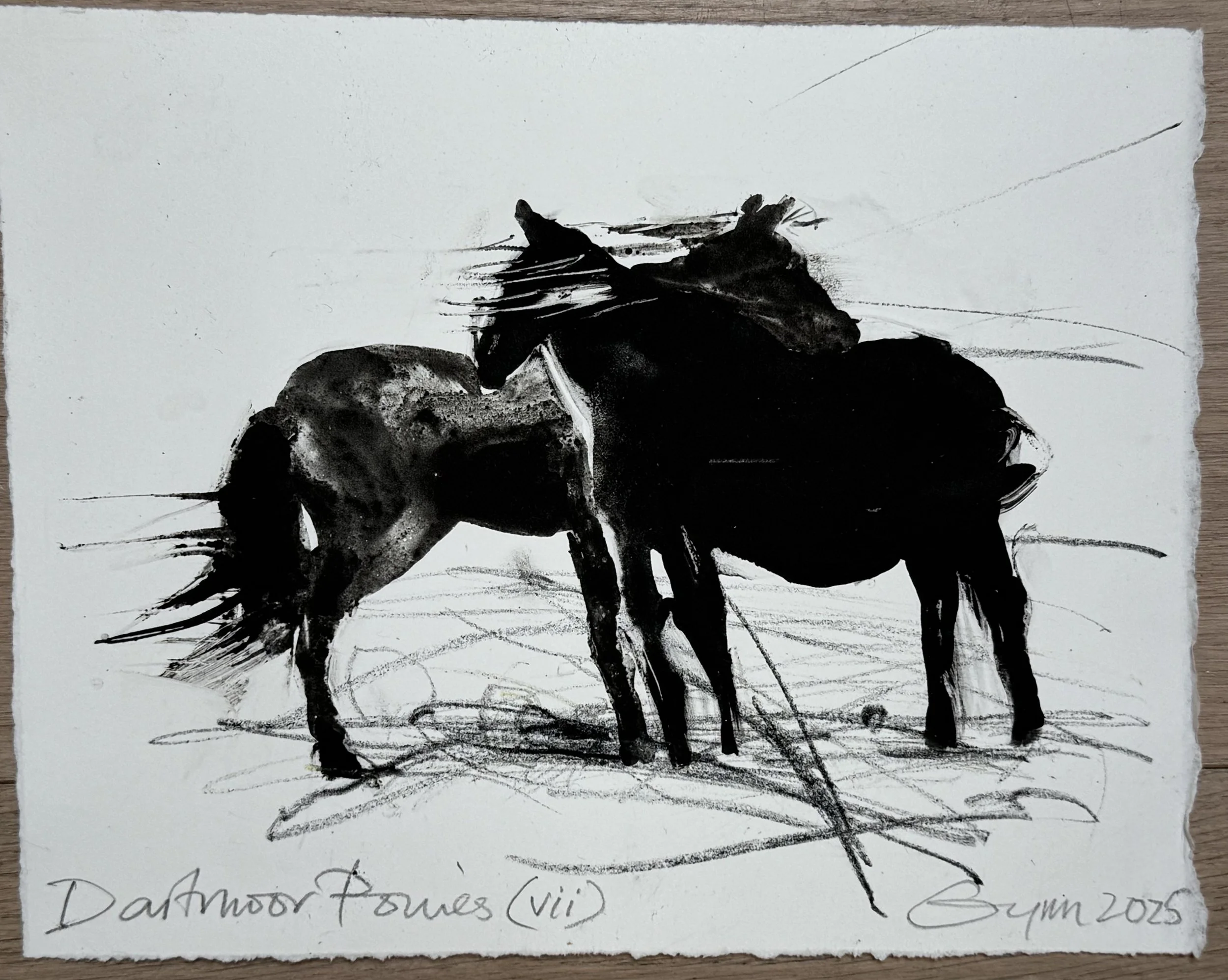 Dartmoor Ponies (vii)
