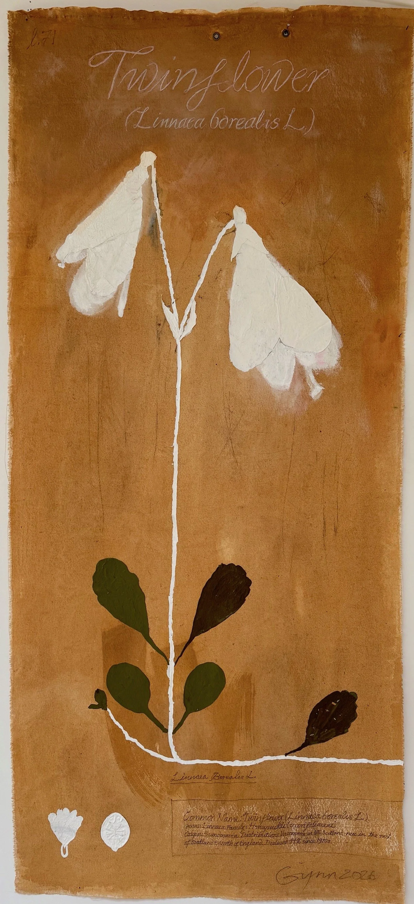 Contemporary Botanicals Twinflower 2026