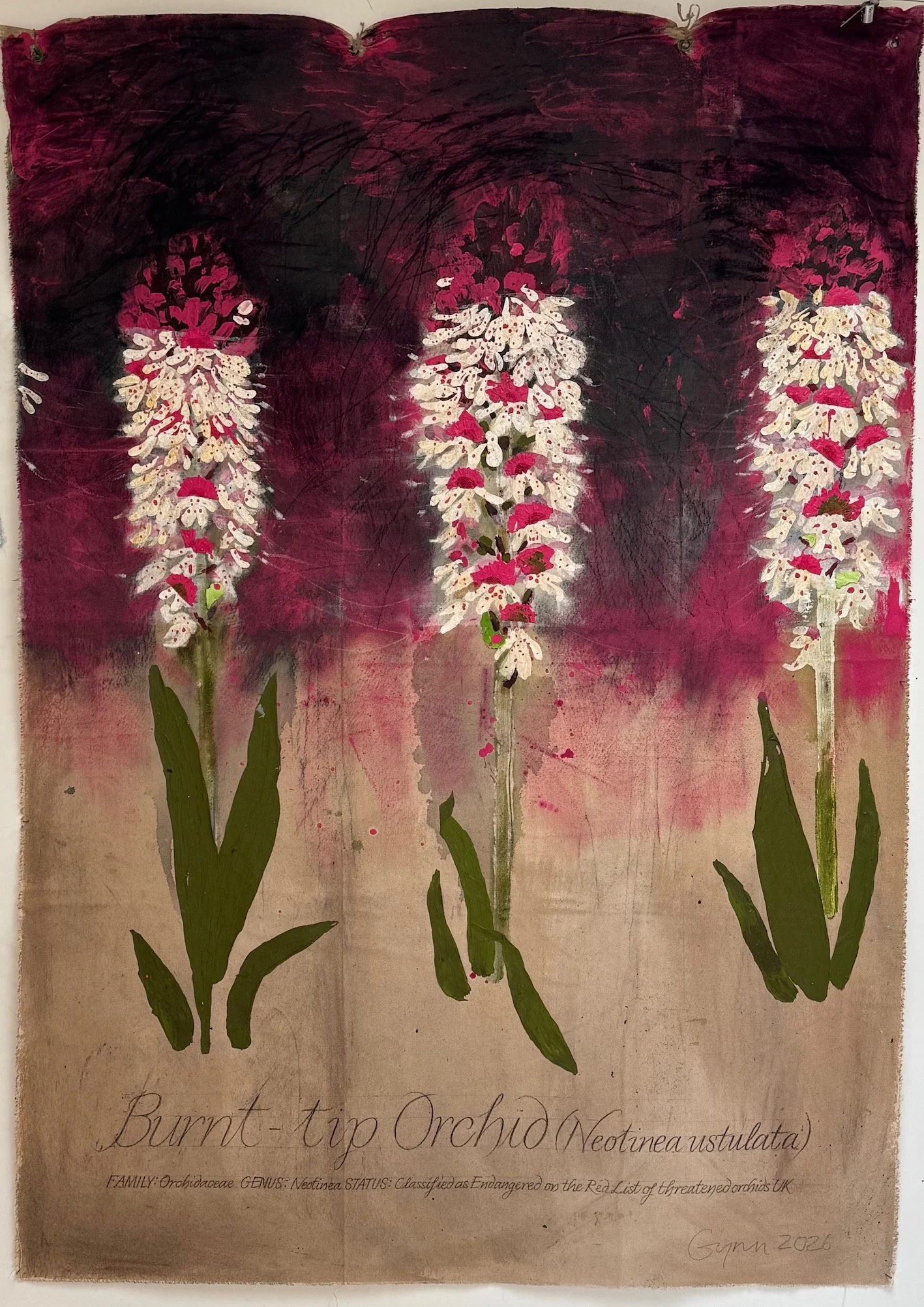 Contemporary Botanicals Burnt-Tip Orchid 2026