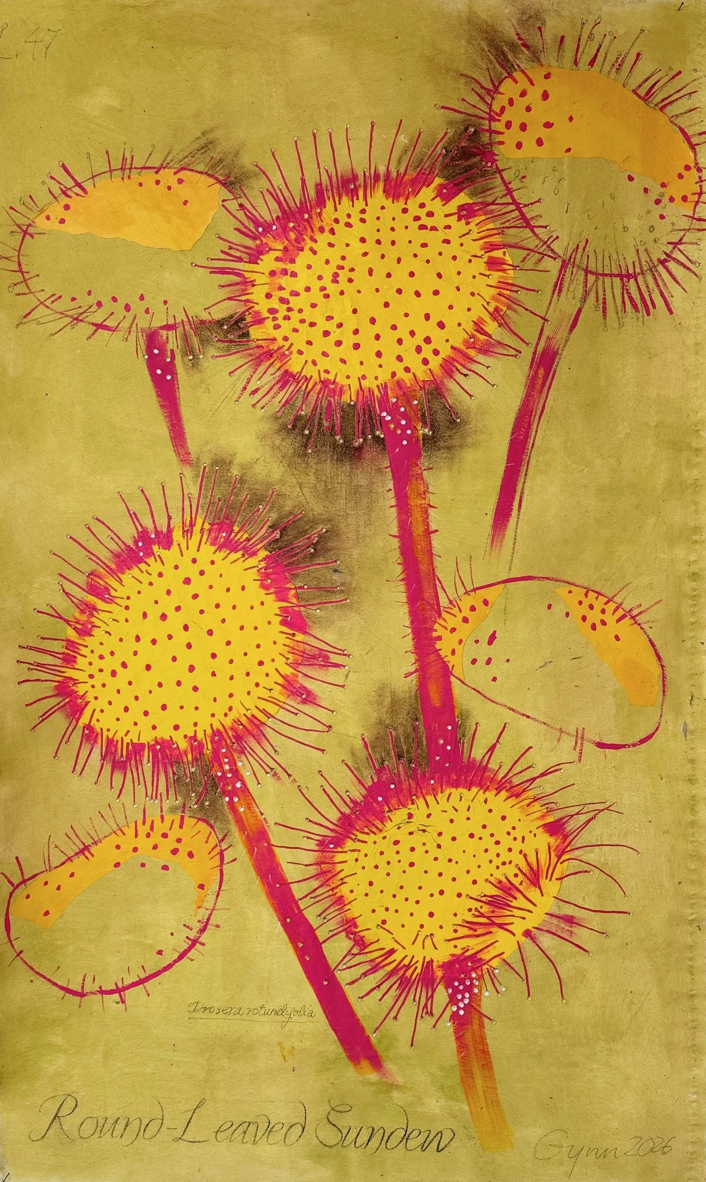 Contemporary Botanicals Round-Leaved Sundew 2026