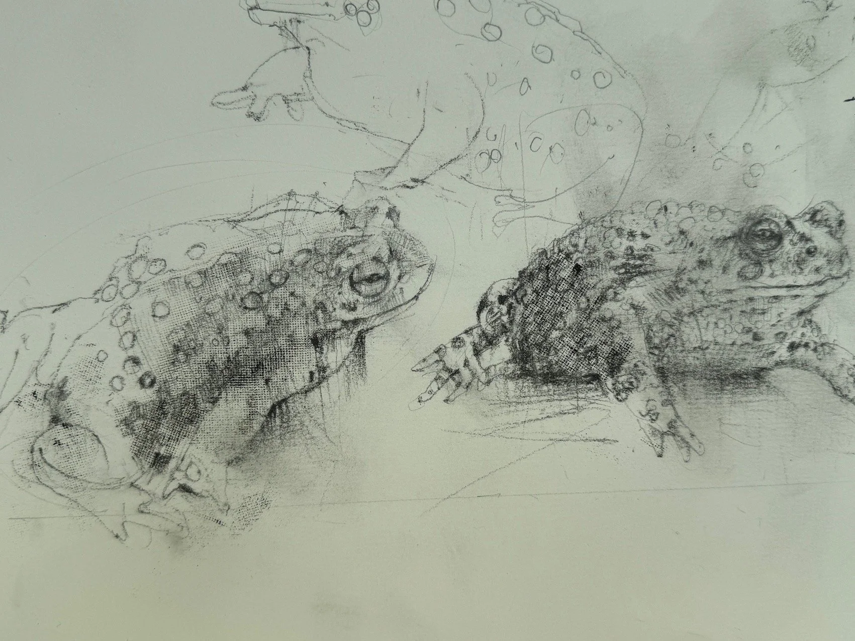 Natterjack toad detail A.jpg
