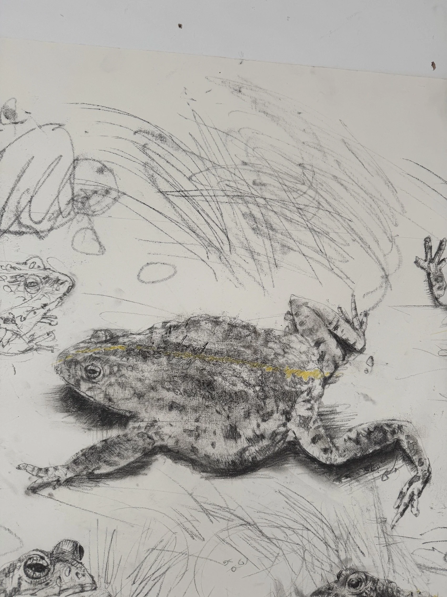Gynn_Natterjack_PE_B_2025_sm.jpeg