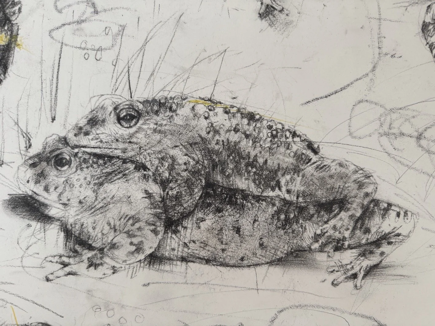 Gynn_Natterjack_D sm.jpeg