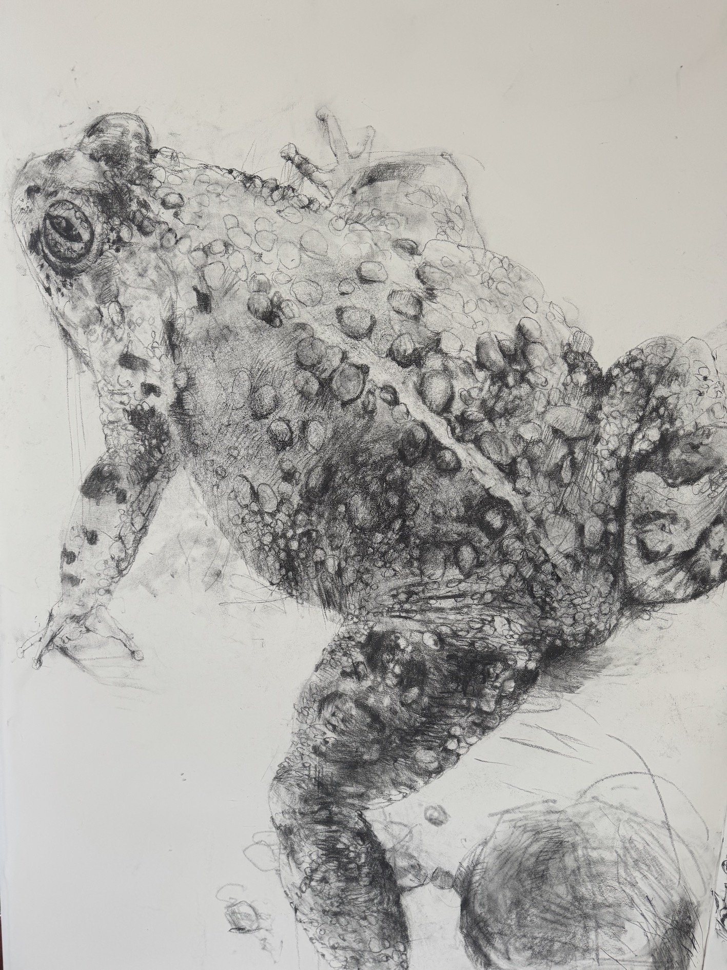 Natterjack Asm.jpeg