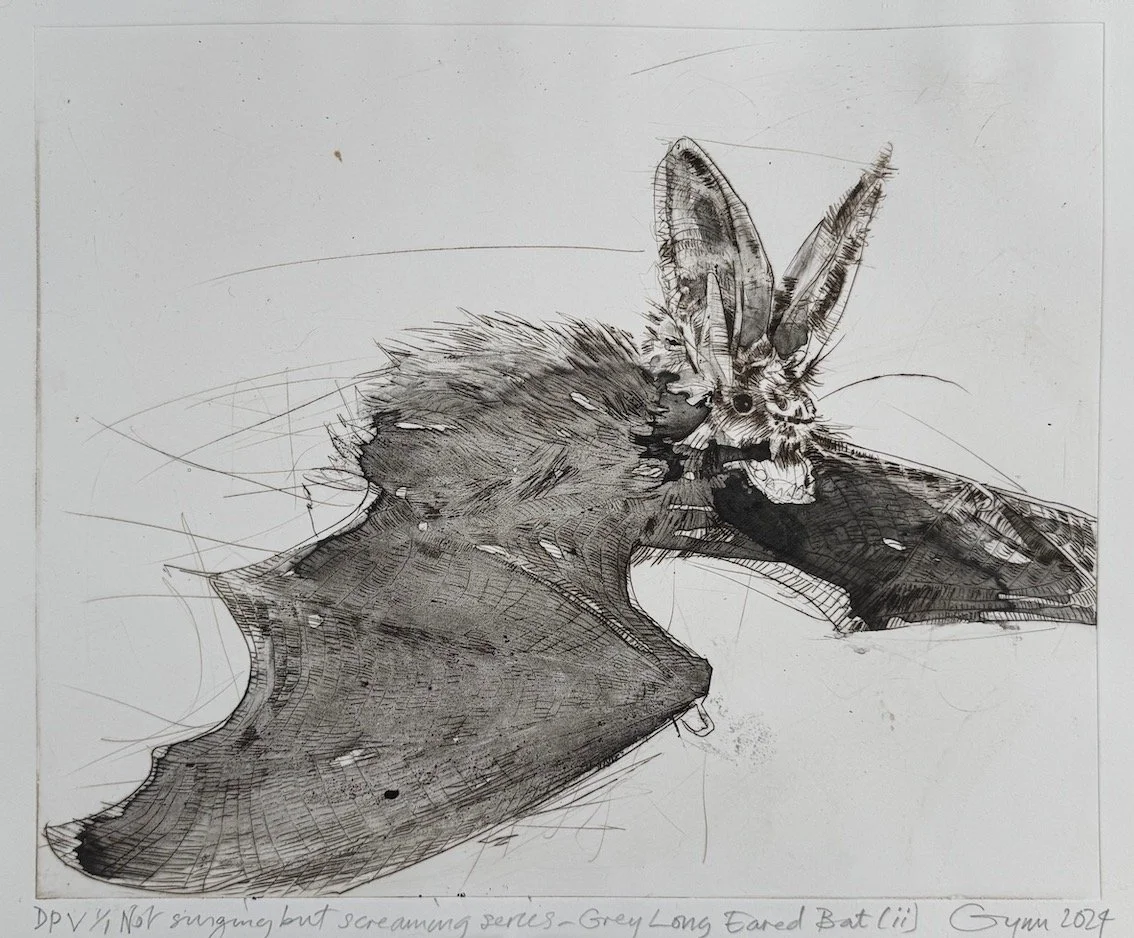 Gynn_Grey_Long_Eared_Bat_(ii)sm.jpeg