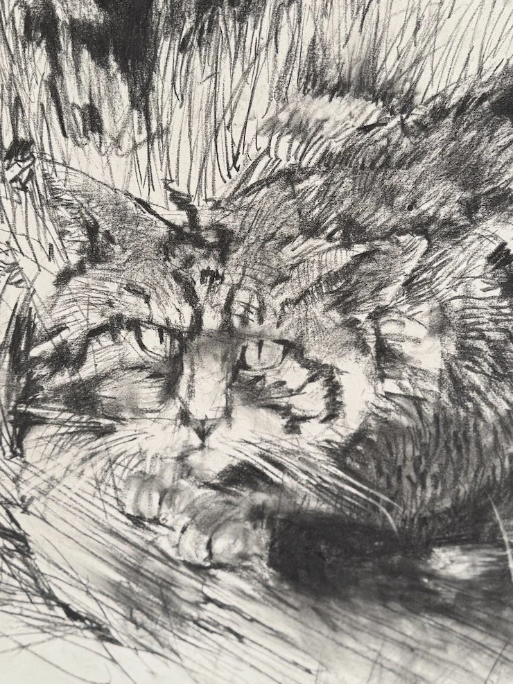 Wild Cat C_sm.jpeg
