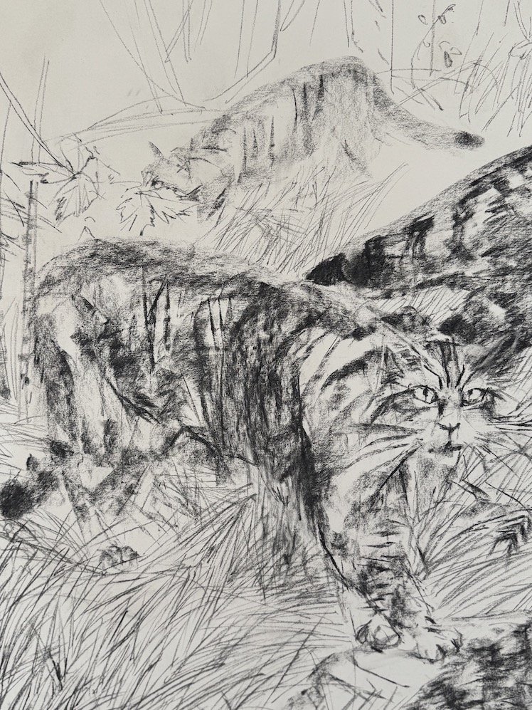 Wild_Cat_B_sm.jpeg
