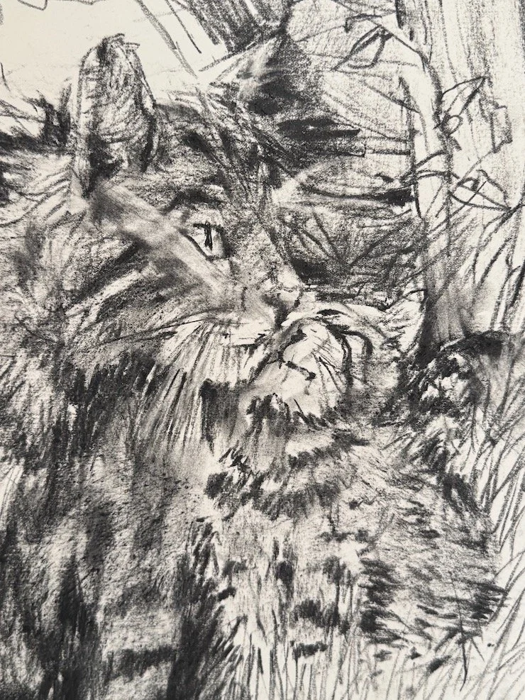 Wild Cat D_sm.jpeg