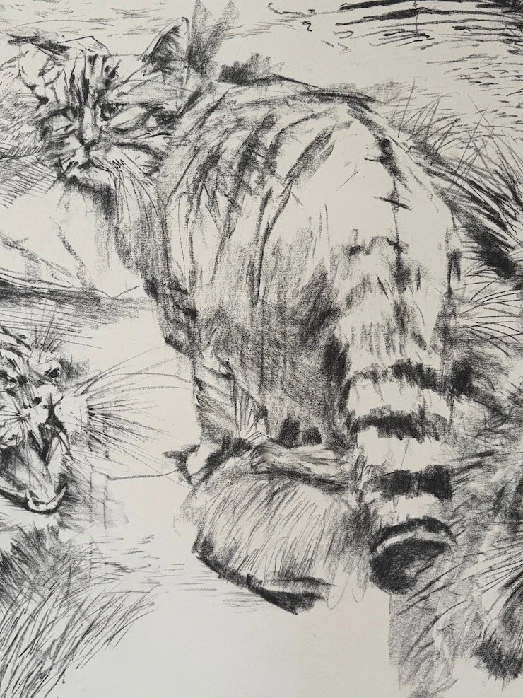 Wild Cat E_sm.jpeg